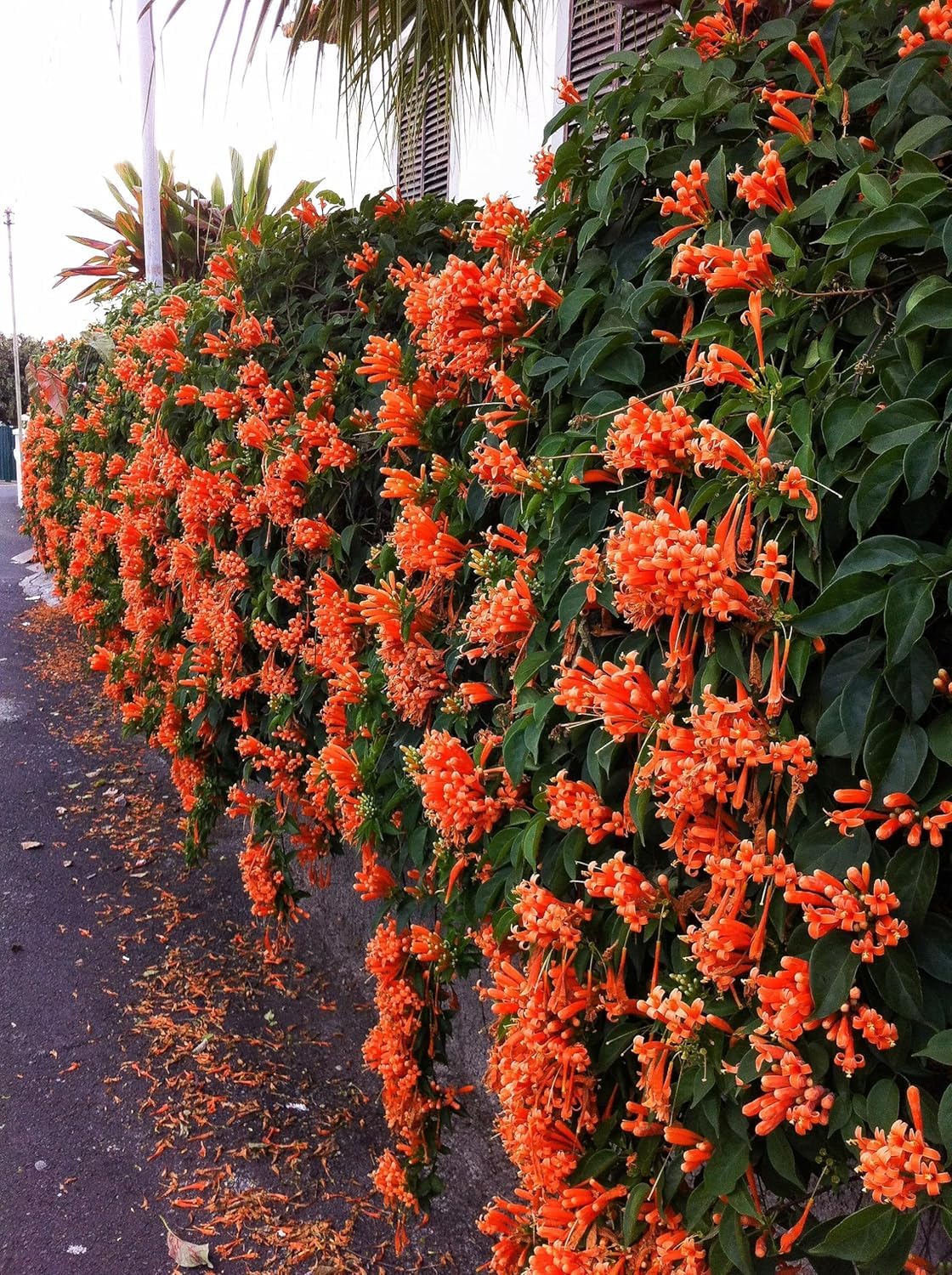 Flame Vine Orange Trumpet Vine Creepers & Climbers Flower Plant, Orange Tecoma Flower Bignonia Pyrostegia Venusta, Live Plant With Black Plastic Pot-image-26