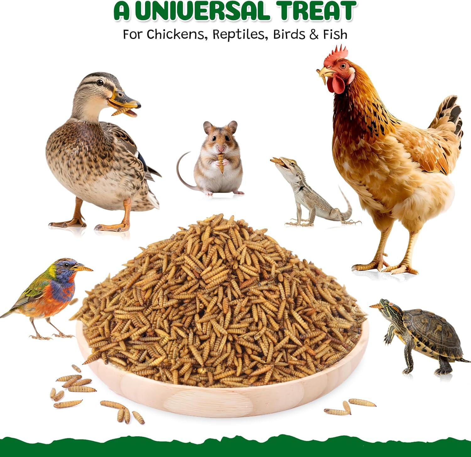 Dried Black Soldier Fly Larvae, 10LB All Natural Chicken & Bird Treats, High-Protein Grub Feed for Laying Hens, Ducks, Reptiles, Hamsters - More Calcium Than Mealworms