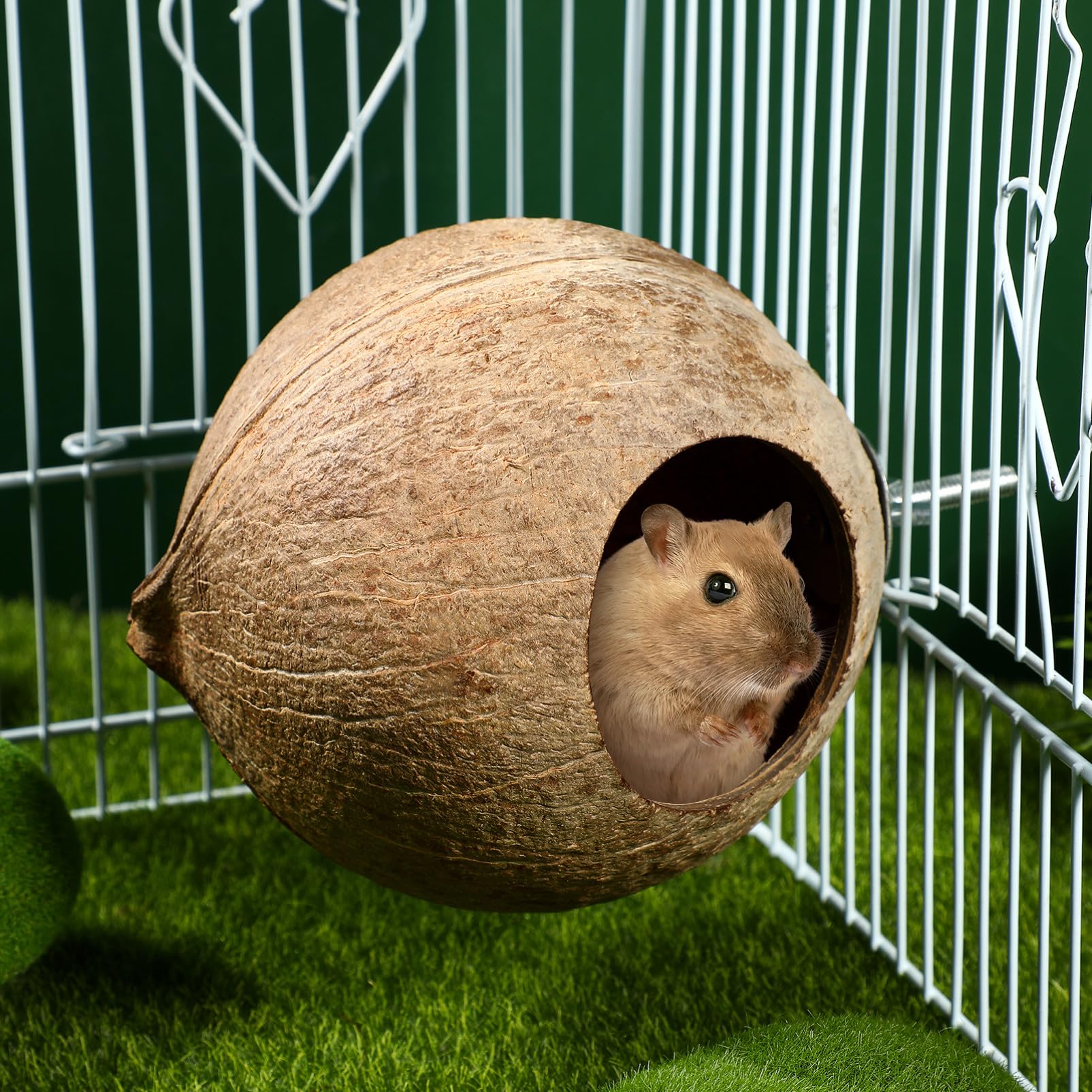 Balacoo Nid d'Oiseau en Noix de Naturelle, Cabane Suspendue pour Hamster, Perruche, Canari et Petite Souris, Abri de Repos et Jouet de Cage Écologique, Cachette pour Reproduction (15 cm)