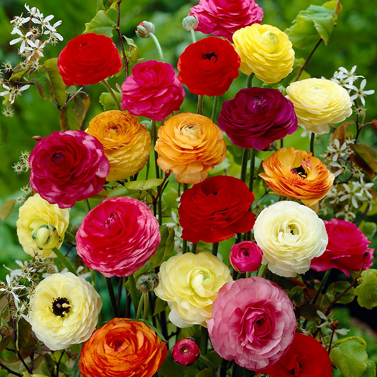 See full amazon price history chart for ZABBUS Ranunculus Flower Plant Live Pot Mix Color ZABBUS Ranunculus Flower Plant Live Pot Mix Color (B0BP4RL1S4) Amazon Price History, Amazon Price Tracker