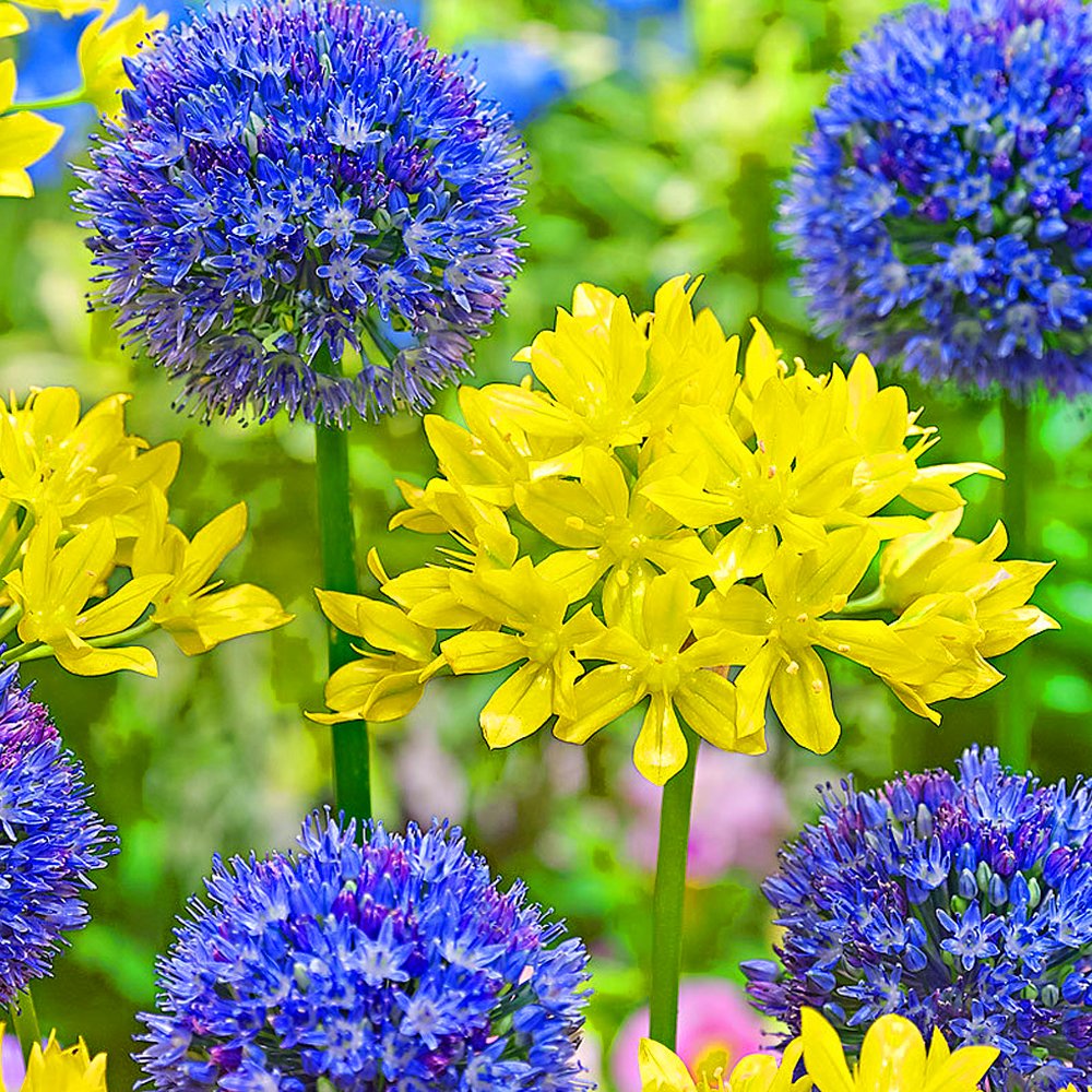 Mélange de variétés Allium Coronaria Plantes fleuries à bulbes Intérieur extérieur printemps