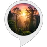 ジャングル日の出サウンド