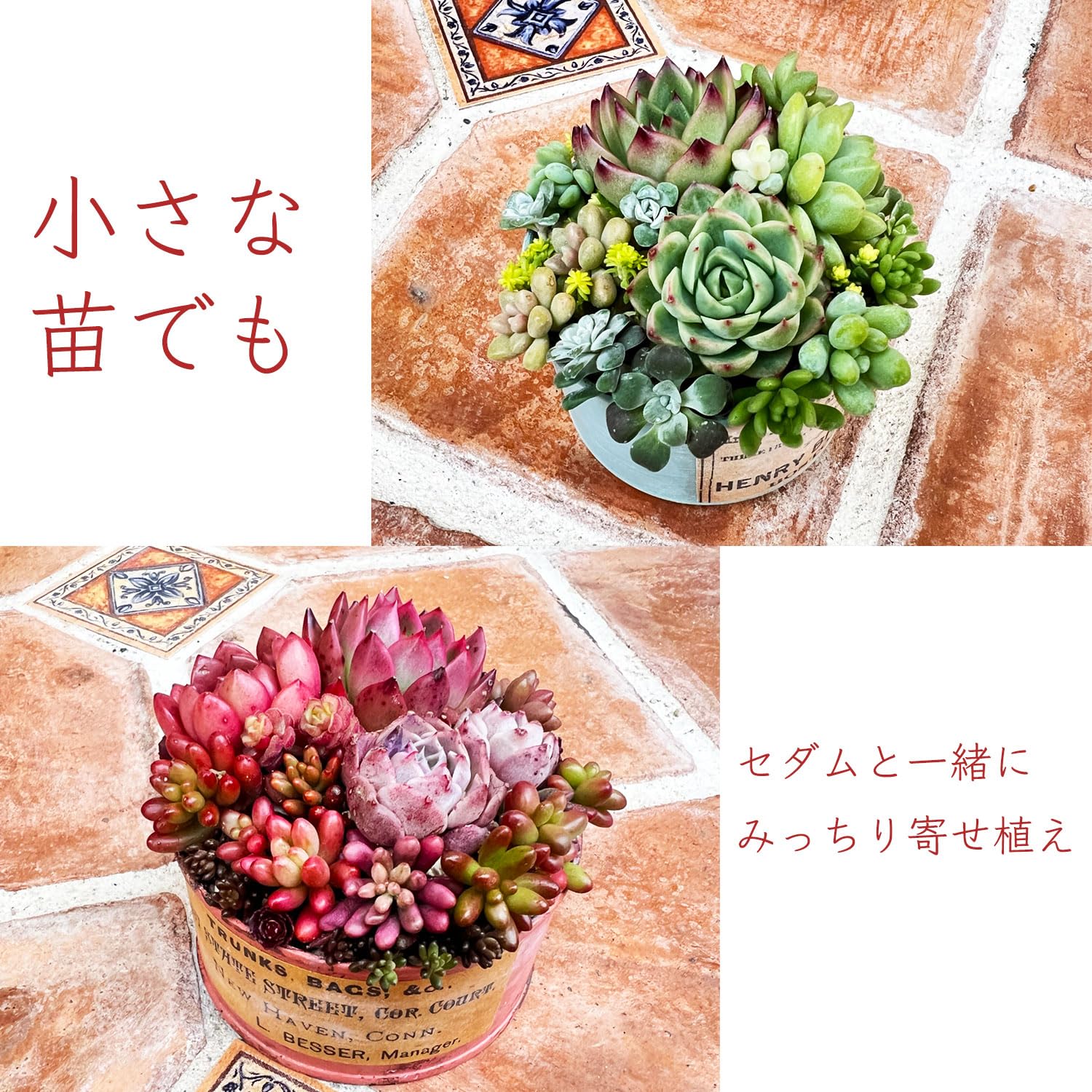 韓国苗 ティッピー×ベンバディス｜フラワー・ガーデニング 