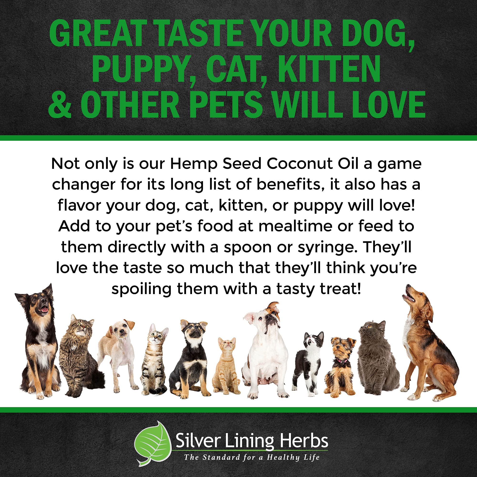 How Much Coconut Oil Should You Give Your Dog