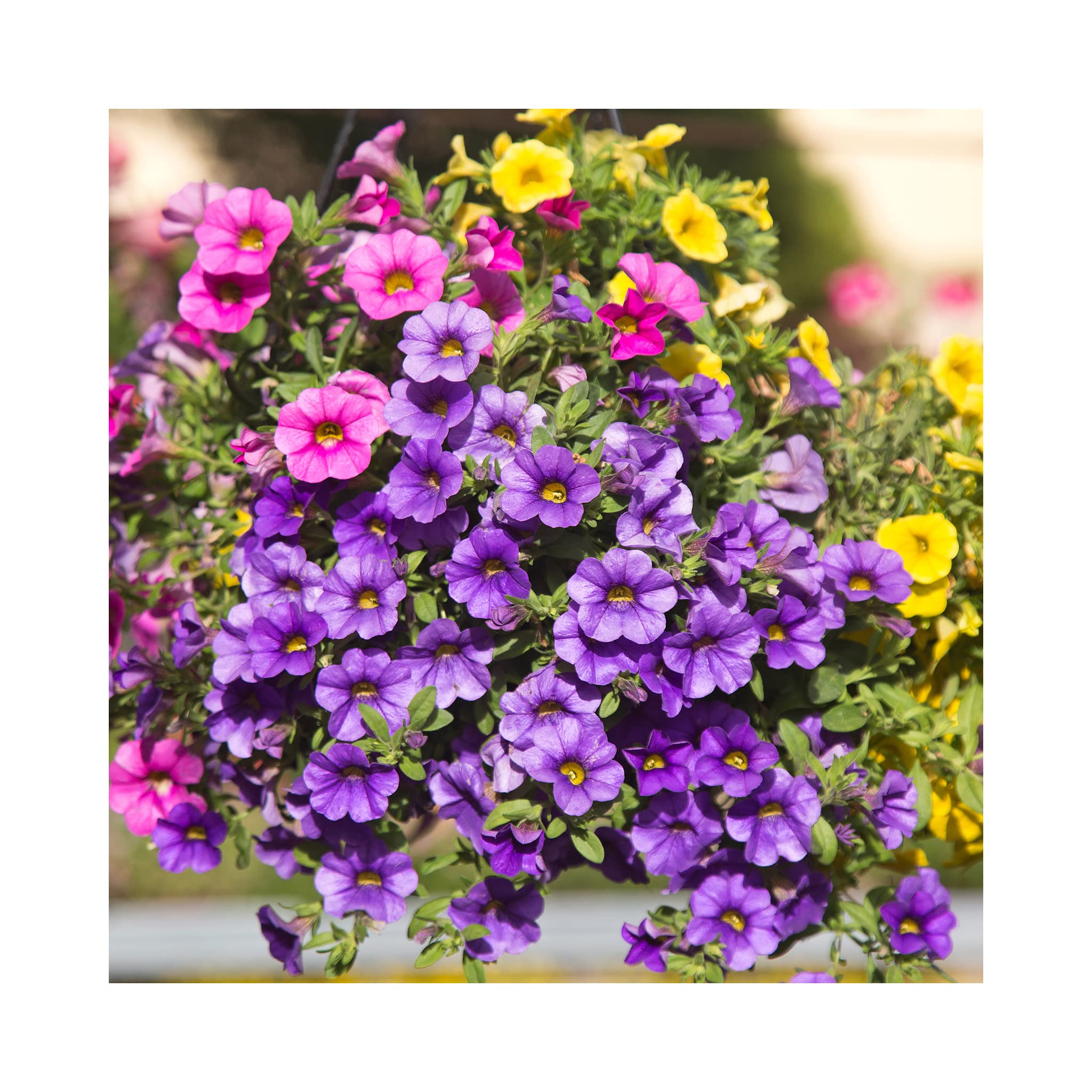 10 x Mixed Surfinia Collection - 10 x Plug Plants - Stunning Surfinias for Baskets, Garden Ready. Easy to Grow Perfect for Hanging Baskets. Vibrant Colours for Summer. Glam up yor Garden