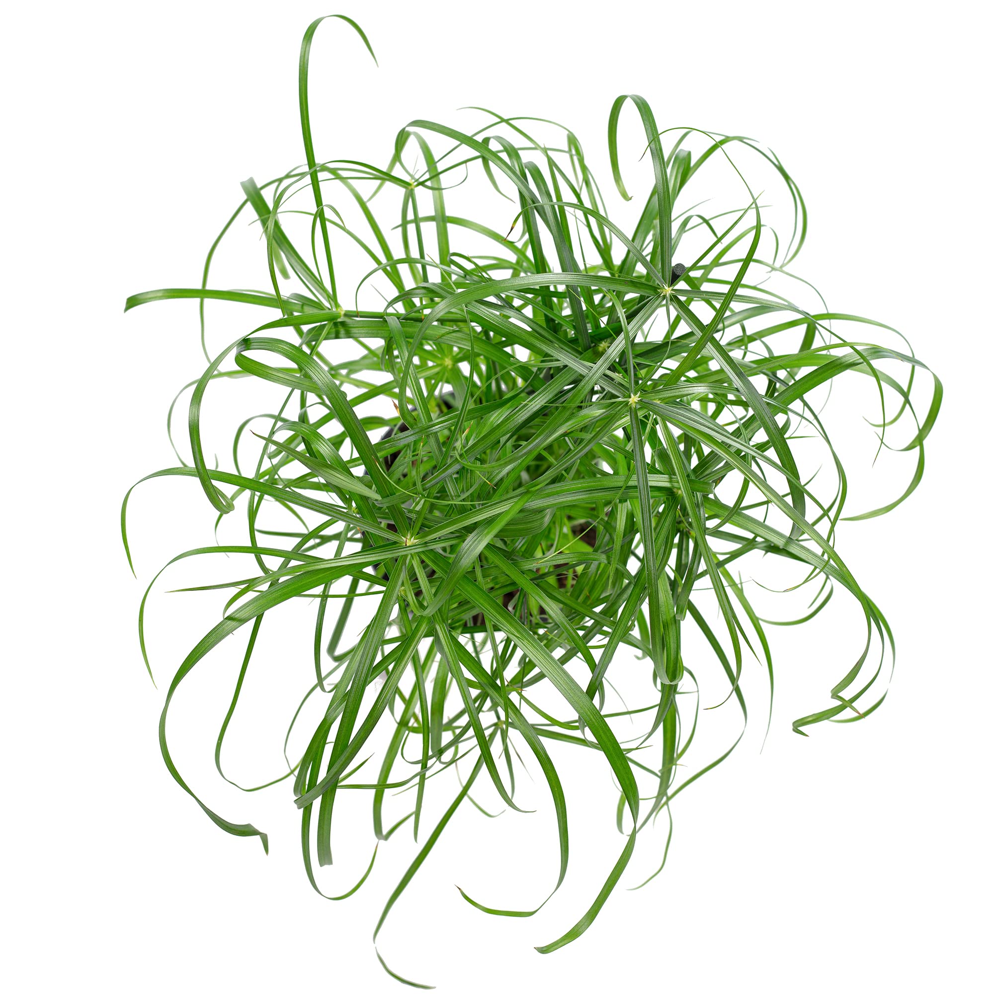 Zyperngras - pflegeleichte Zimmerpflanze, Cyperus alternifolius - Hhe ca.  60 cm, Topf- 14 cm : Amazon.de: Garten