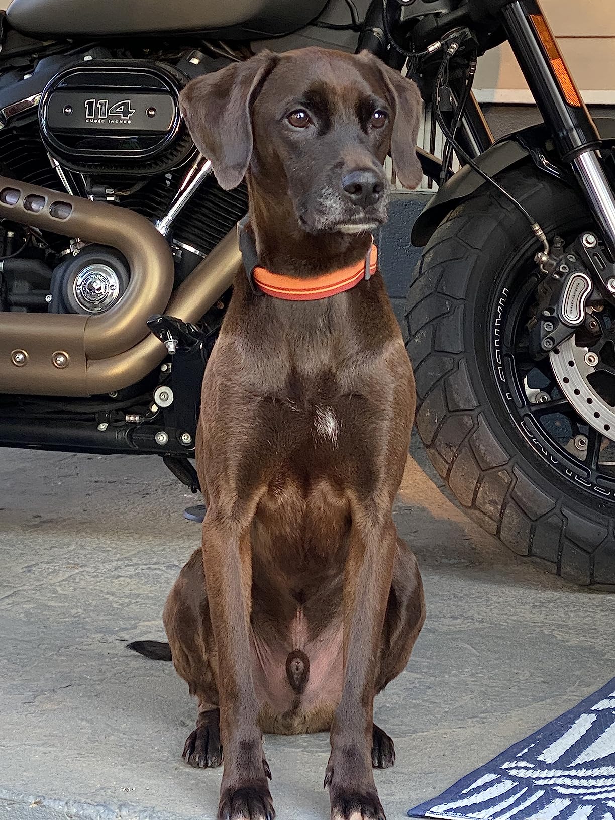 Nutramax Cosequin for Dogs Joint Health Supplement, Contains Glucosamine, Plus Chondroitin, MSM and Omega-3s, Supports Joint and Skin and Coat Health, Soft Chews, 120 Count photo review