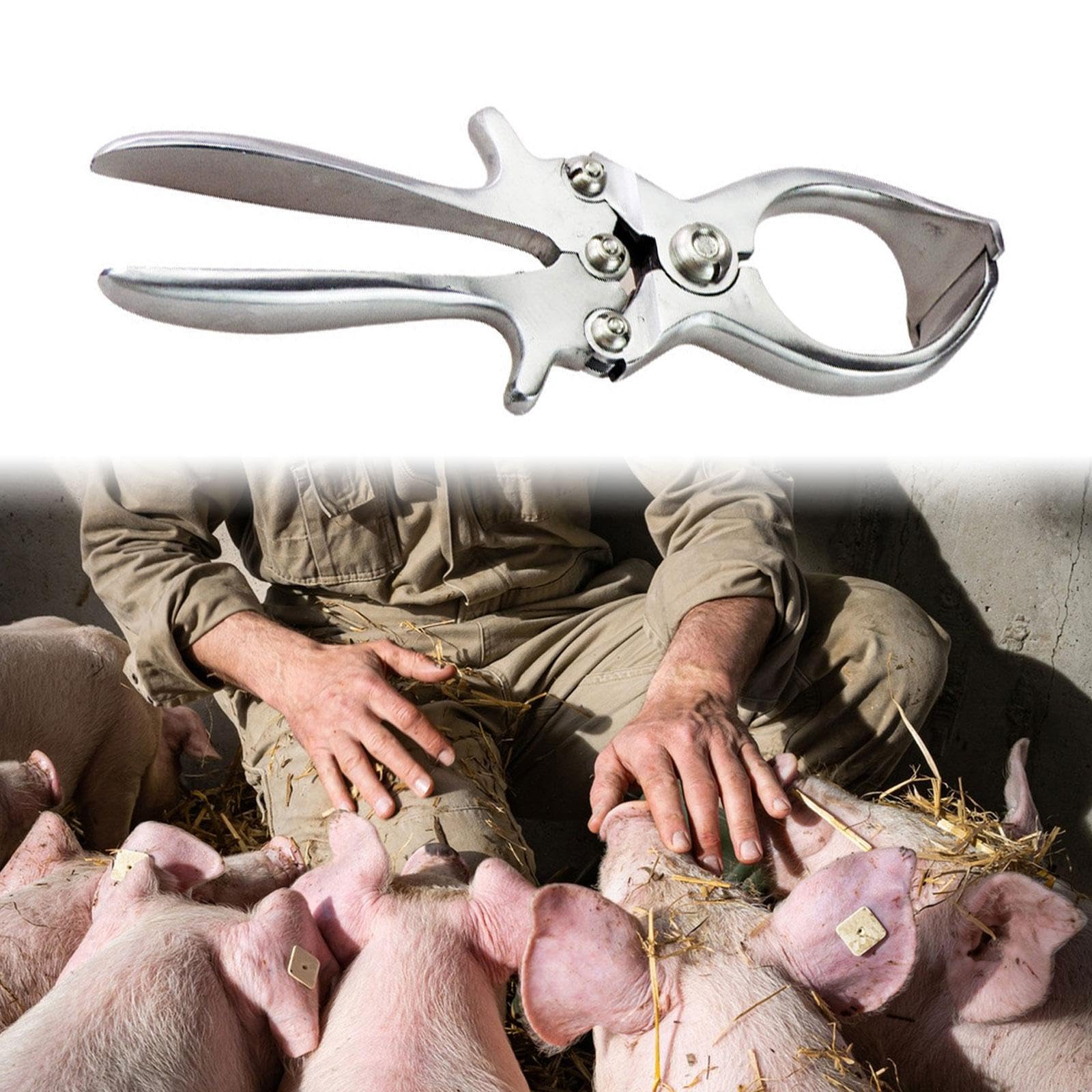 MagiDeal Pinza da castrante Castrazione acciaio inossidabile Elastratore di rimozione della coda veterinaria per bestiame per maialini di agnello