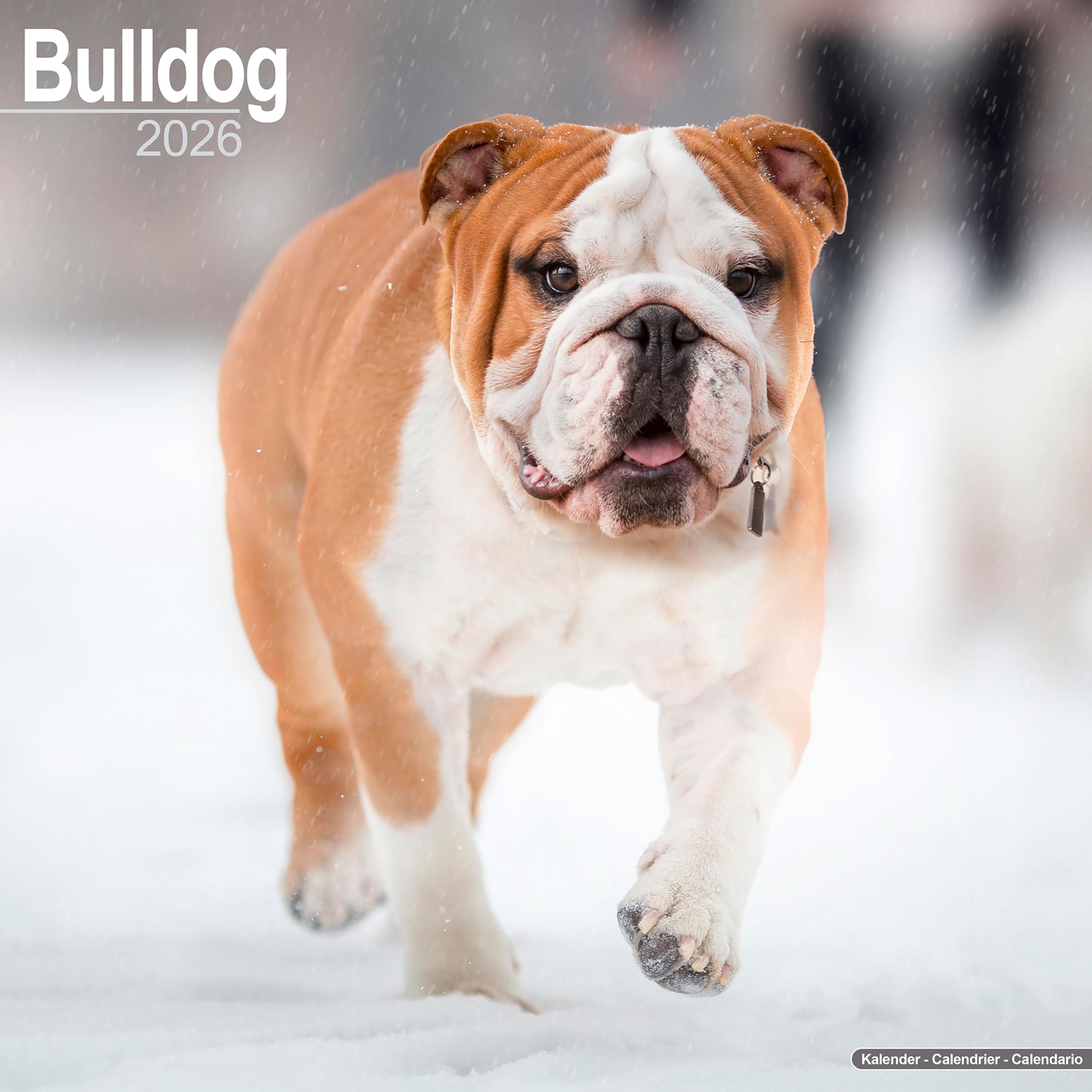 Bulldog 2026 Calendar | Square Wall Calendar | Dog Breed Gift | Plastic Free Packaging | by Avonside Publishing