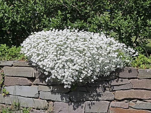 Semillas Lobelia Blue Cascade Anual Flowers 1000 Semillas