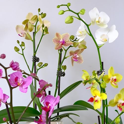 Miniatura 11 de Planta de orquídea viva morada prémium que florece en maceta de orquídeas azules y blancas de 3.5 pulgadas, plantas vivas, regalos de plantas de