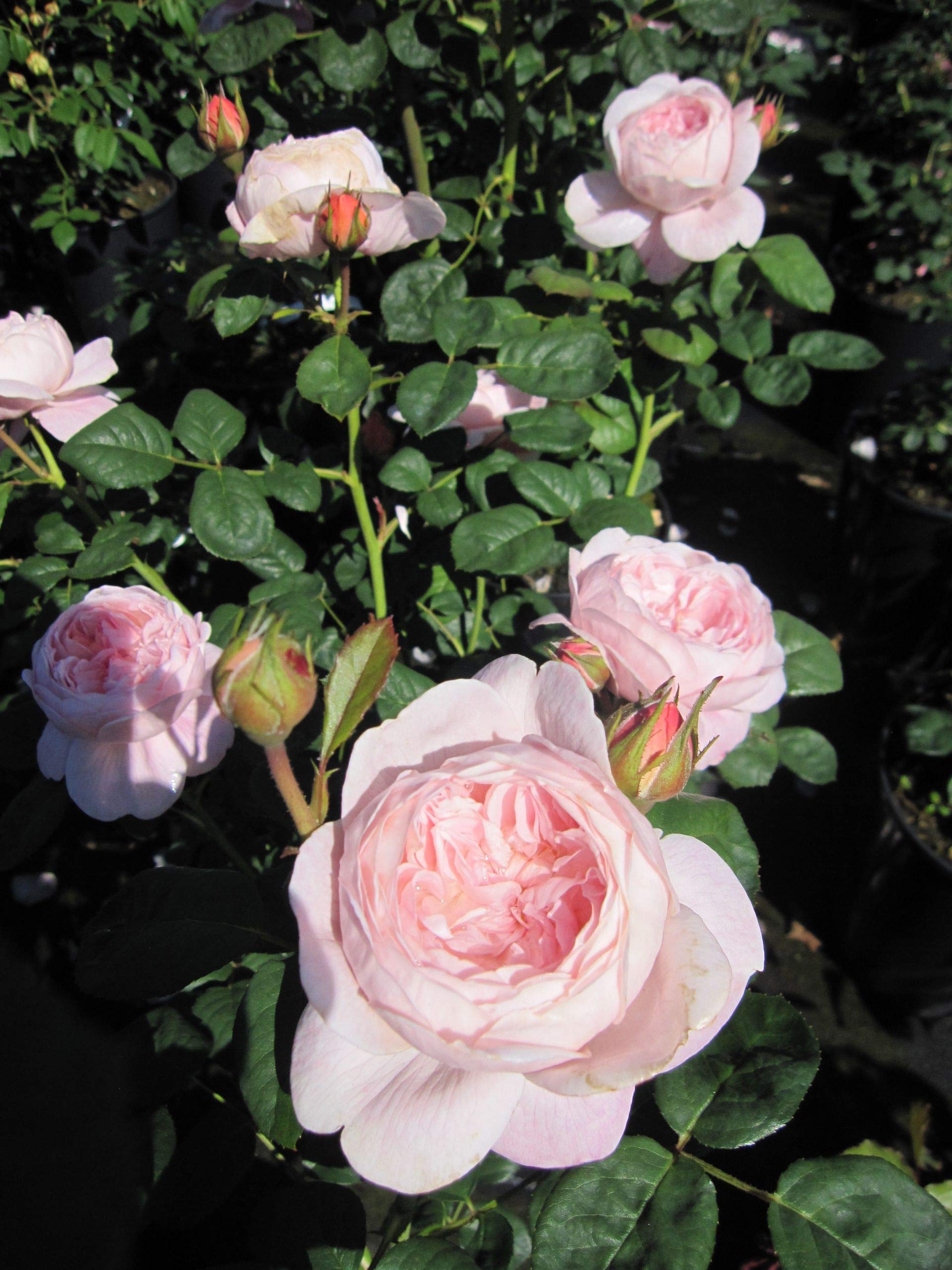 Rosa Queen of Sweden® - Englische Rose Queen of Sweden®