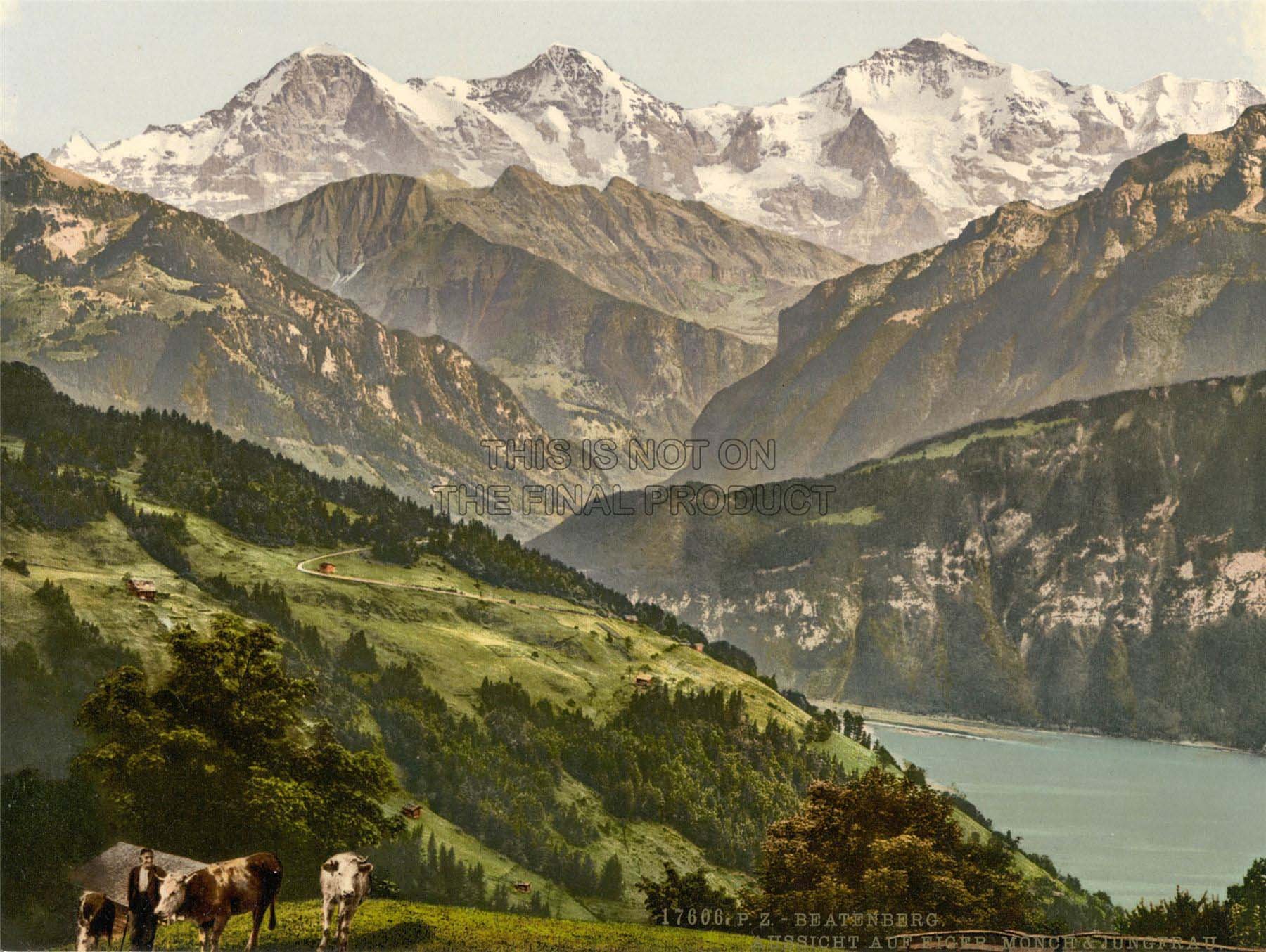 Wee Blue Coo Photography Beatenburg Jungfrau Monch Eiger Bernese Oberland Switzerland Mountain Cow Farm 30X40 Cms Fine Art Print Art Poster Bb8954