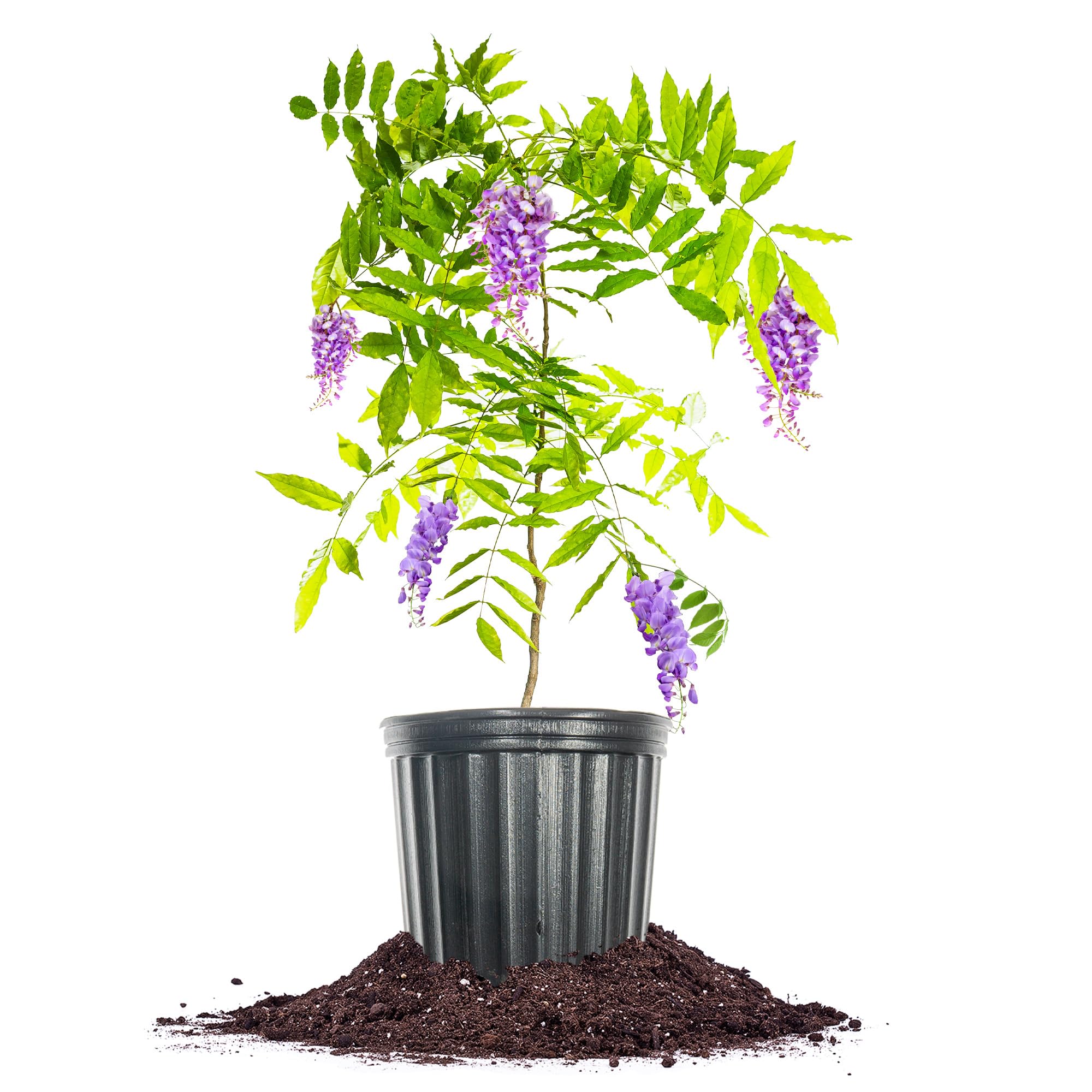 Perfect Plants Amethyst Falls Wisteria Vine