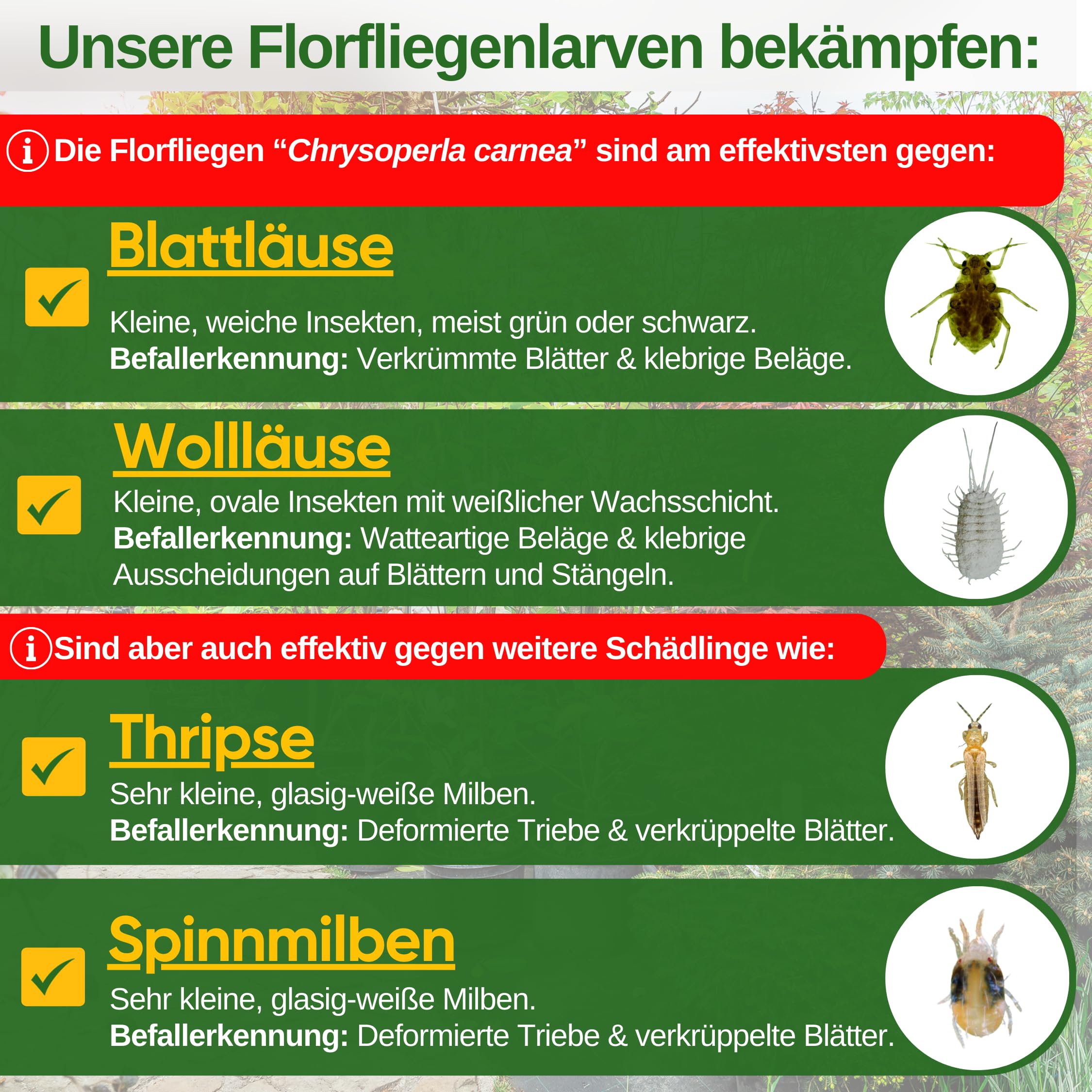 GREEN GUARDIA Potere larve di moscerini contro afidi e pidocchi - 1 nido d'ape per 10 m² - Agente biologico per efficace lotta contro afidi/pidocchi di lana per piante d'appartamento e ornamentali
