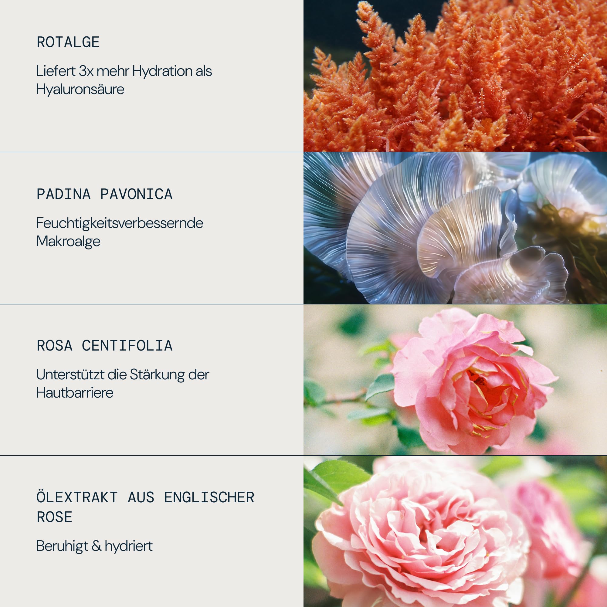 ELEMIS Pro-Collagen Rose Micro Serum 30ml, klinisch bewiesen - Hydrating Anti-Falten Gesichtsserum mit Rosenöl-Extrakt, Anti-Aging Serum zur Stärkung der Hautbarriere