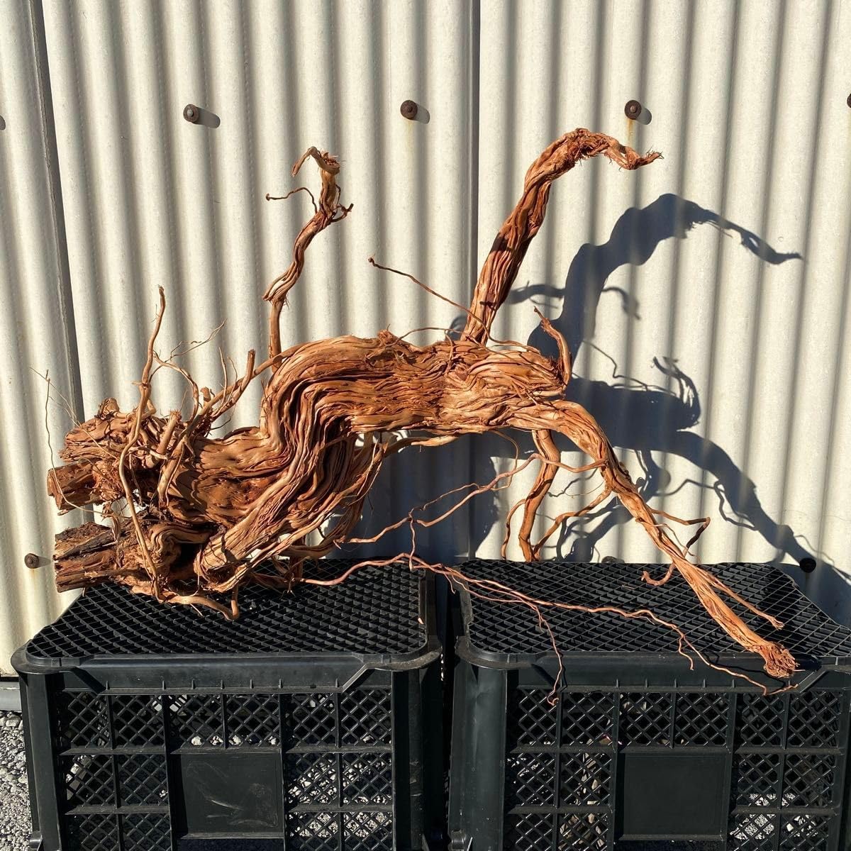 MTW-6528 特大蔦流木　天然流木　アクアリウム　特大水槽用 MTW-6528特大蔦流木 天然流木 アクアリウム 特大水槽用 MTW-6528特大蔦流木