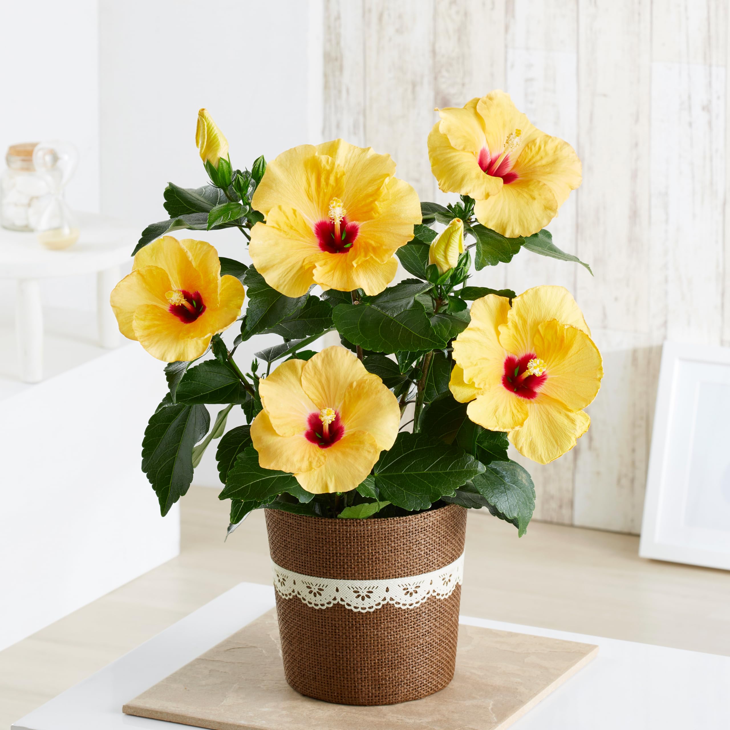 ハイビスカス Amazon.co.jp: 母の日ギフト ハイビスカス アドニスイエロー