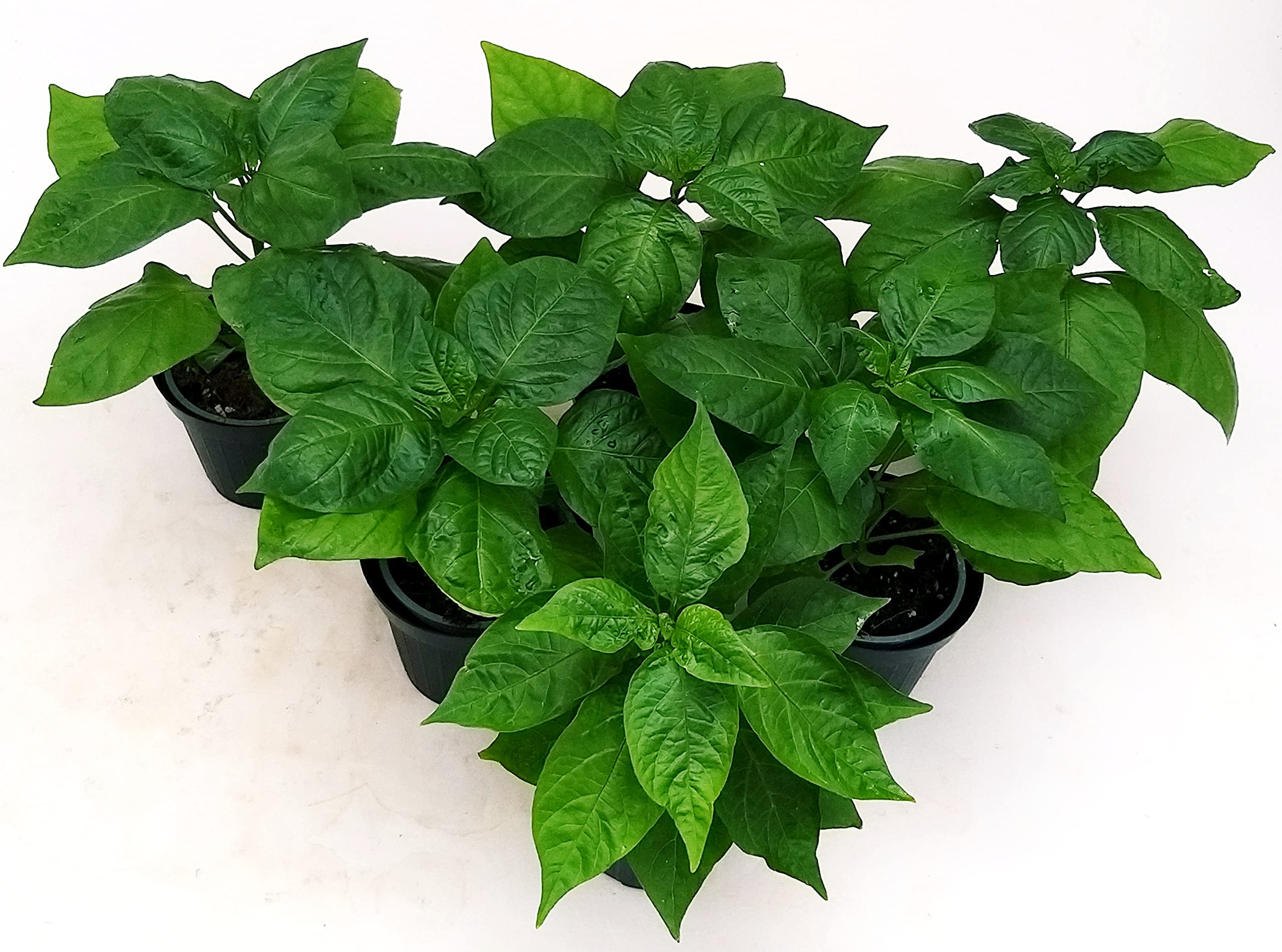 POWERS TO FLOWERS - PEPERONCINO PICCANTE BIO SET 6 PEZZI: TRINIDAD,NAGA MORICH, CAYAMBE, TRINIDAD SCORPION YELLOW, HABANERO RED, CAROLINA REAPER, 6 PIANTE, Vaso 10cm, piante vere