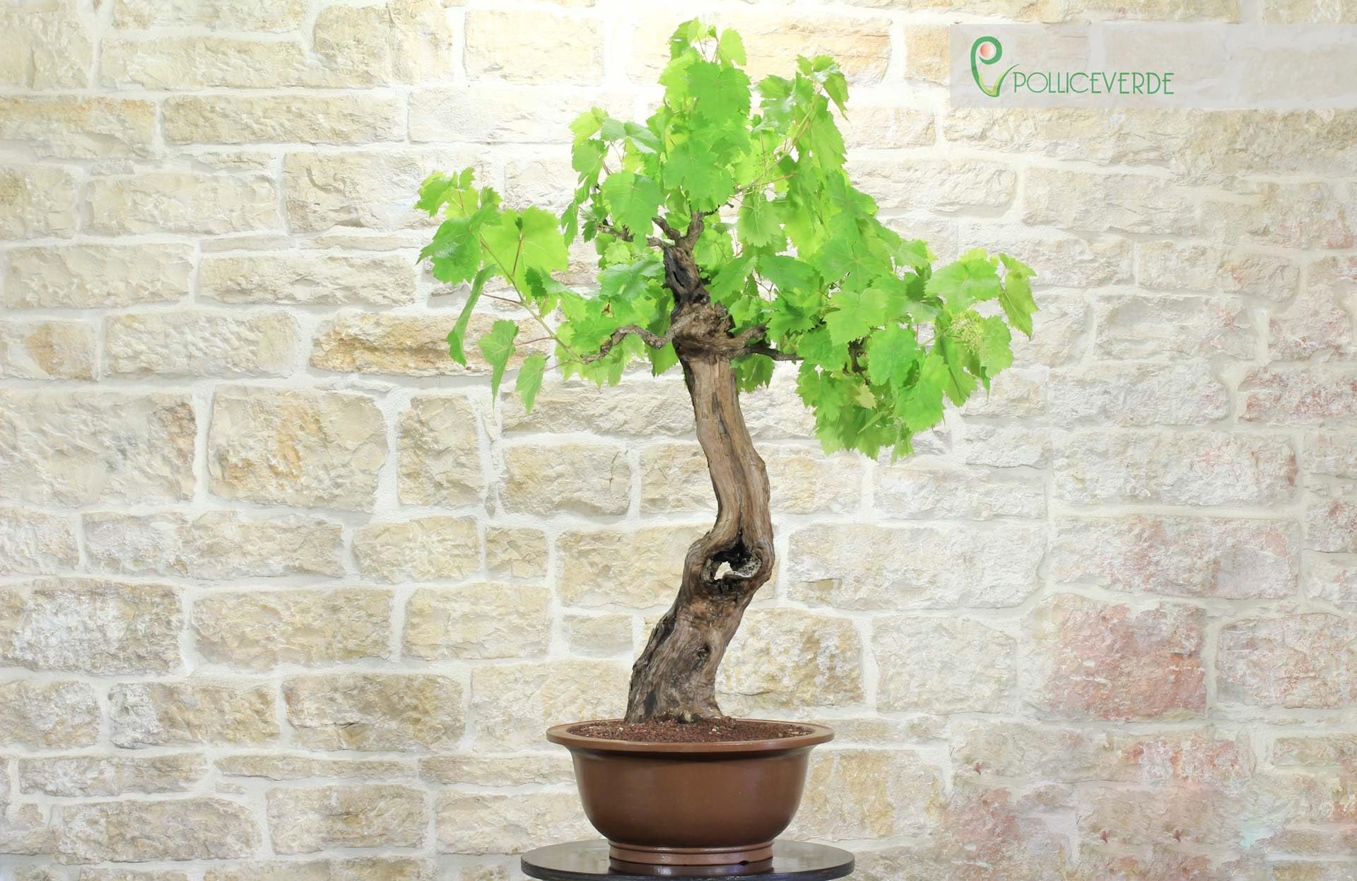 Bonsai di Vite (60)