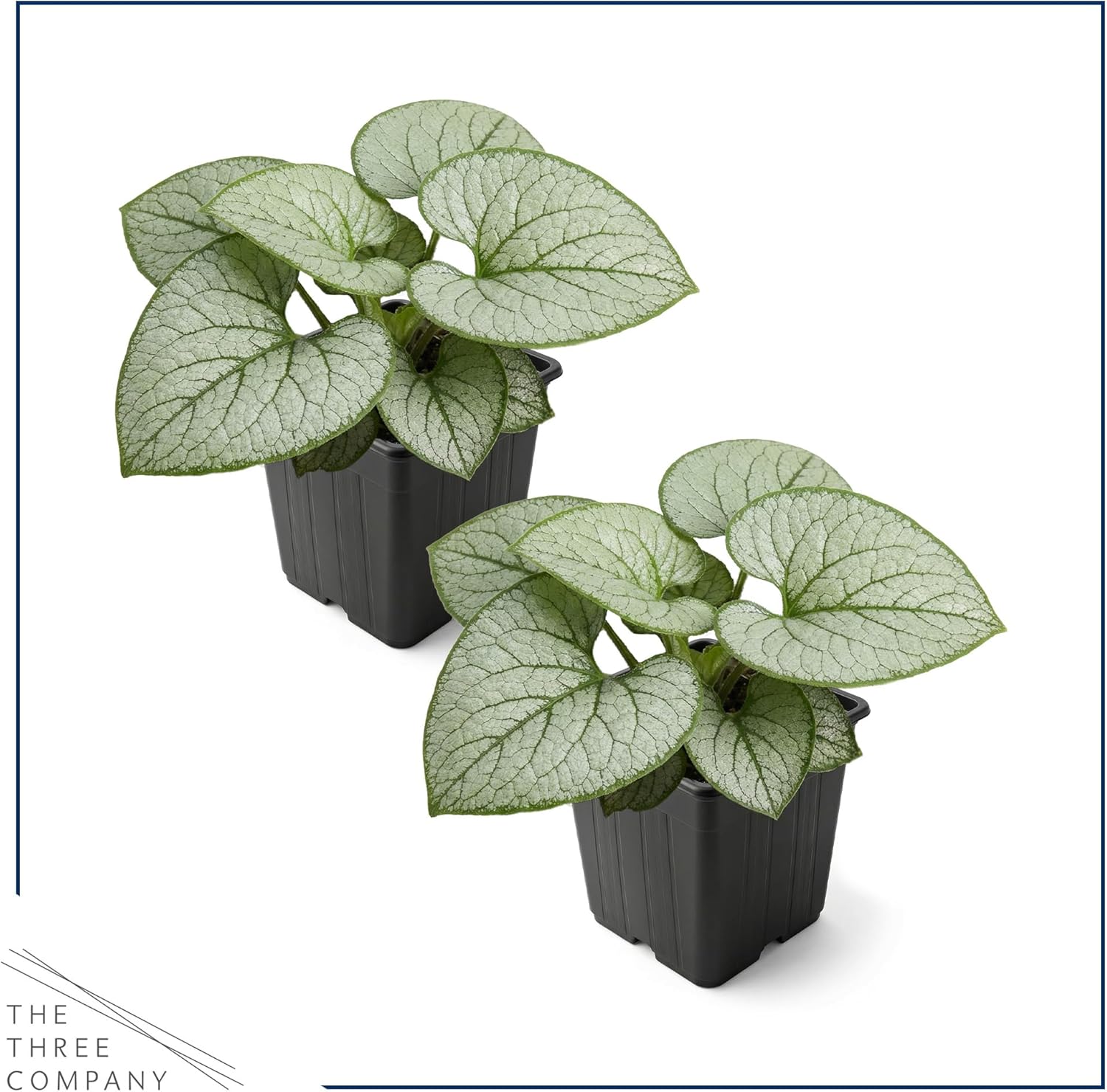 Live Brunnera 2-Pack – Silver Heart – Shade Perennial with Variegated Leaves, Blue Spring Flowers, 10” Tall, 1 Qt Pot