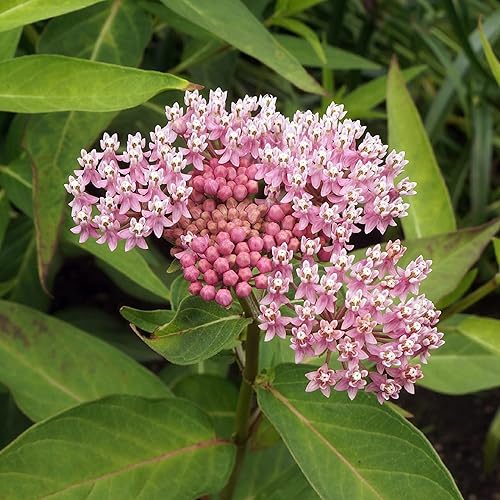 Miniatura 1 de CHUXAY GARDEN 20 semillas Asclepias Incarnata Cinderella Semillas Milkweed Pantano planta de floración perenne rosa atrae mariposas y abejas ideal