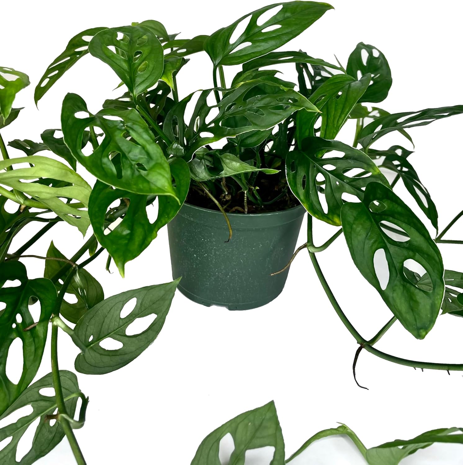 Swiss Cheese Monstera Adansonii Indoor Live Vine House