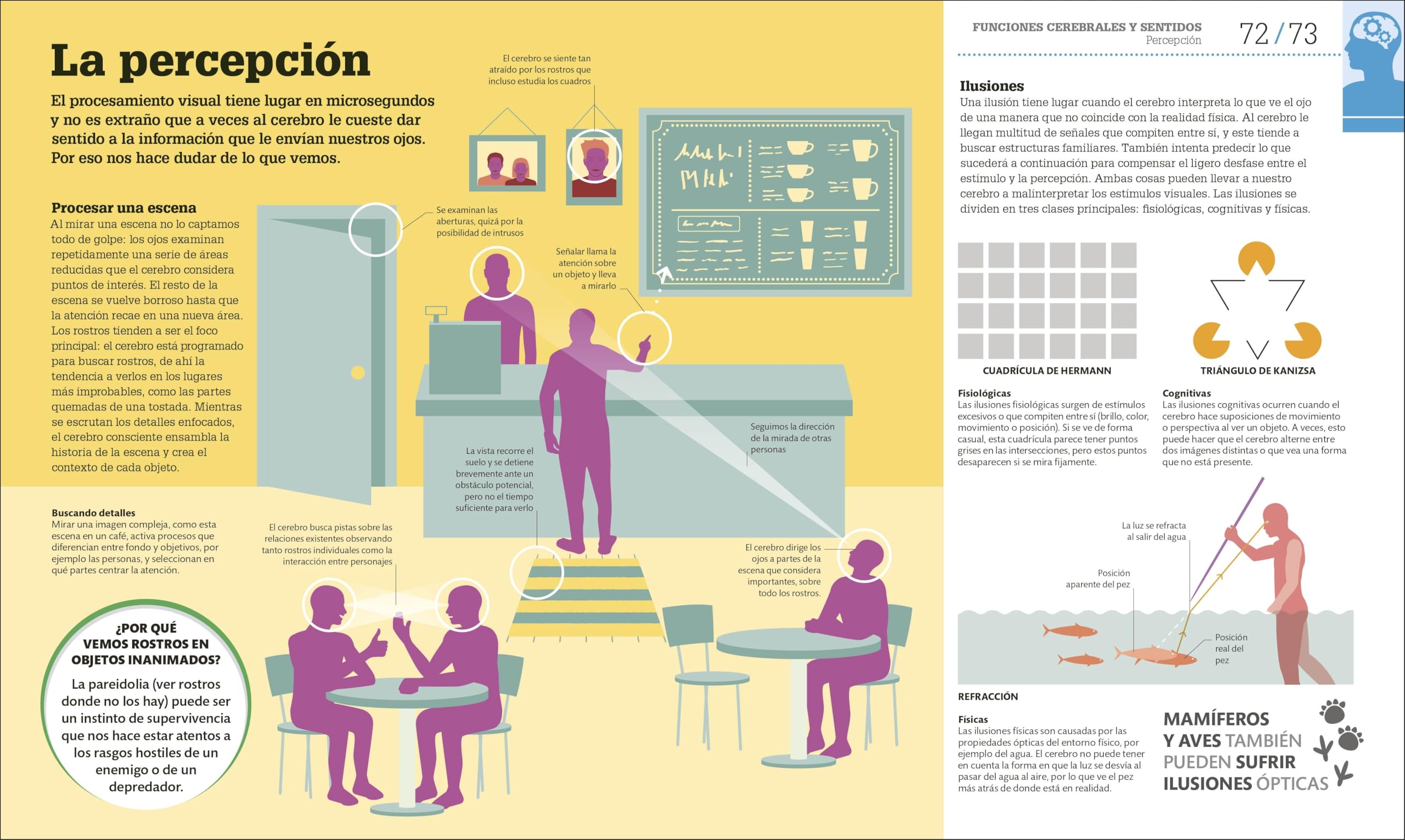 Cómo funciona el cerebro: Guía gráfica de neurociencia
