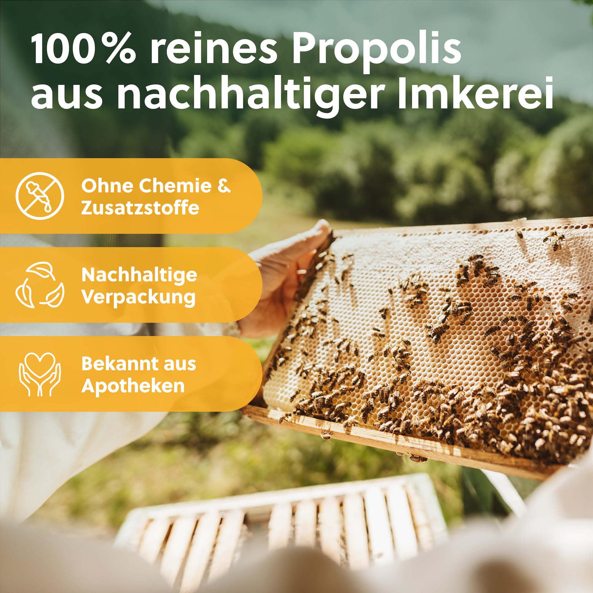 beegut BIO Propolis Kapseln, 120 Kapseln in pflanzlicher Kapselhülle mit BIO Propolis Extrakt, nachhaltige Verpackung