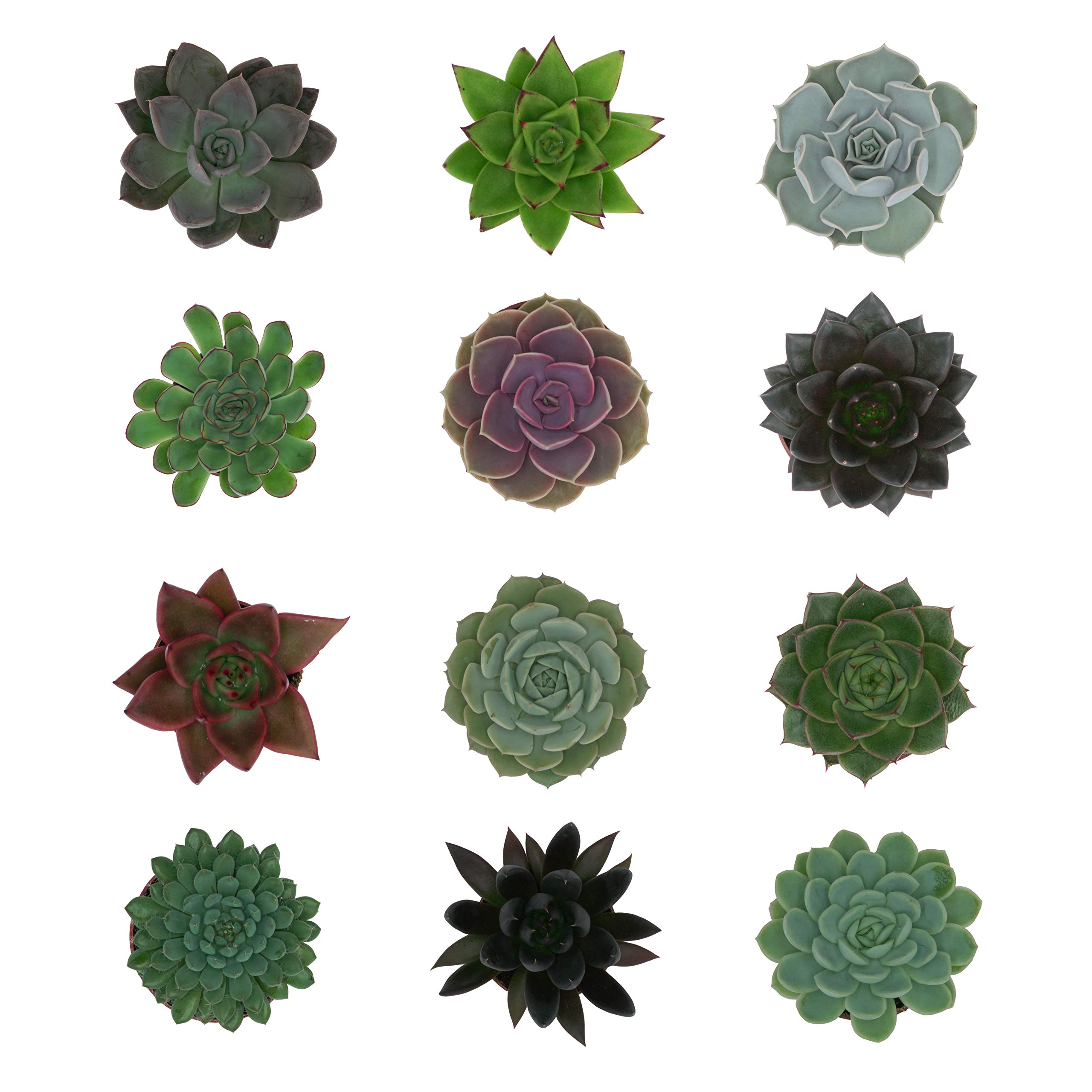 Echeveria Mix im 6cm Topf, verschiedene kleine Pflanzen, Rosetten Geschenkset (12 Stück)