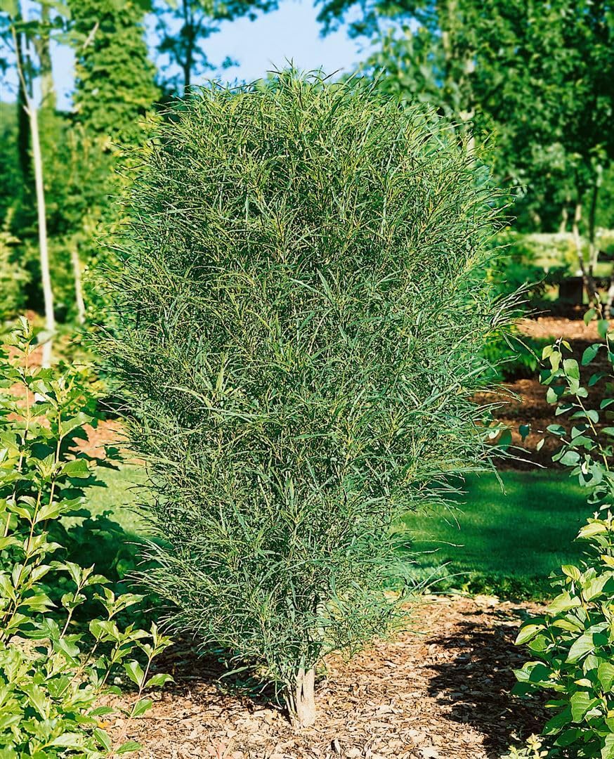 Säulen-Faulbaum Rhamnus frangula Fine Line 100-125 cm winterhart