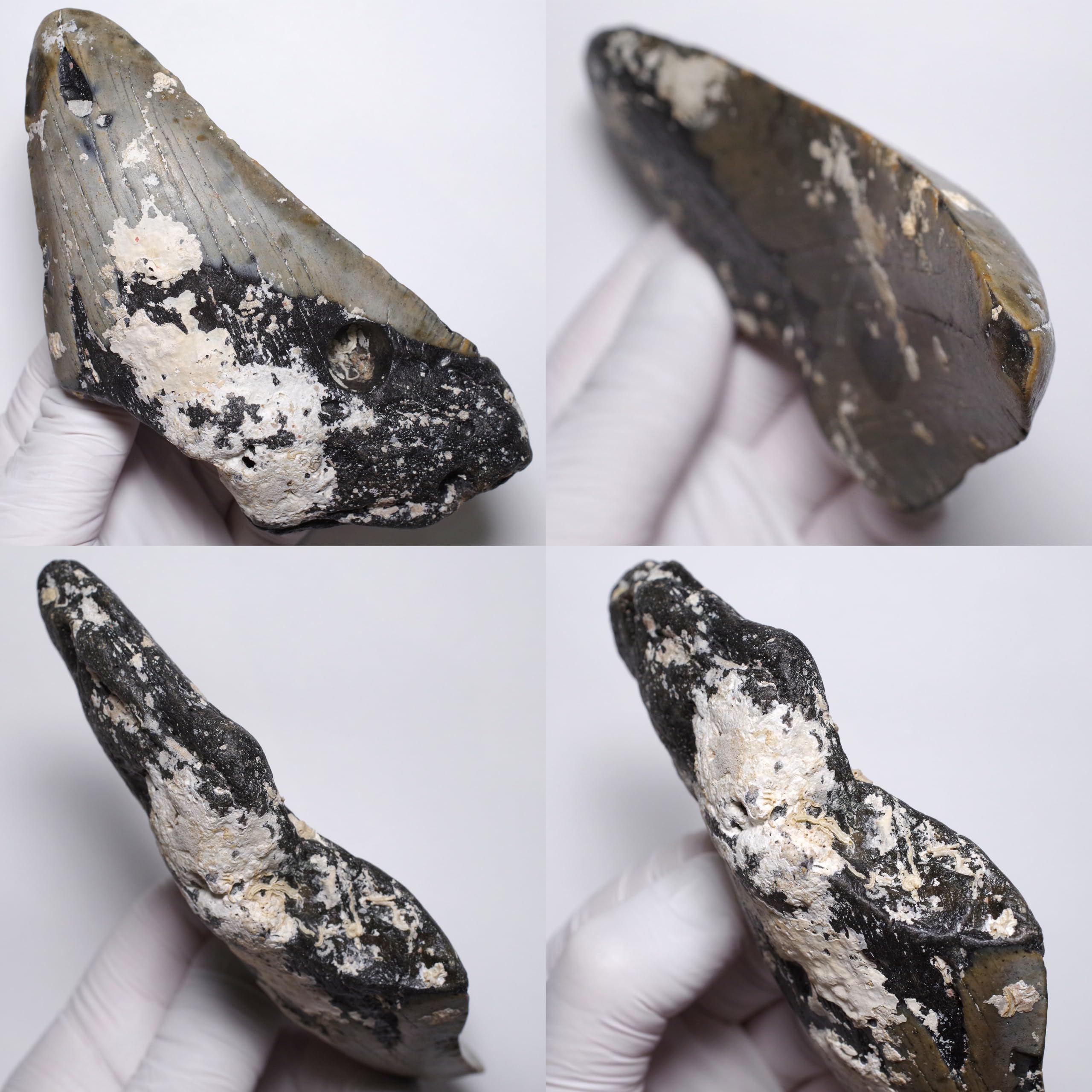 Amazon | [N2 stone Natural] 天然化石 メガロドン (Carcharocles