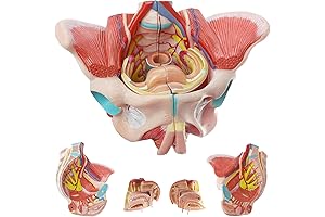 Life-Sized Female Pelvic Floor Anatomy Model