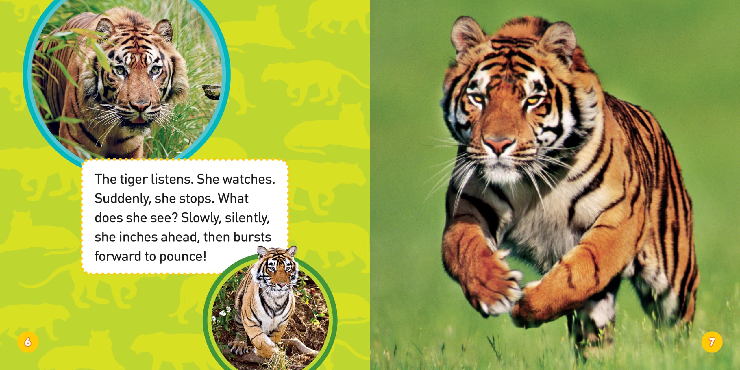 Explore My World Tigers