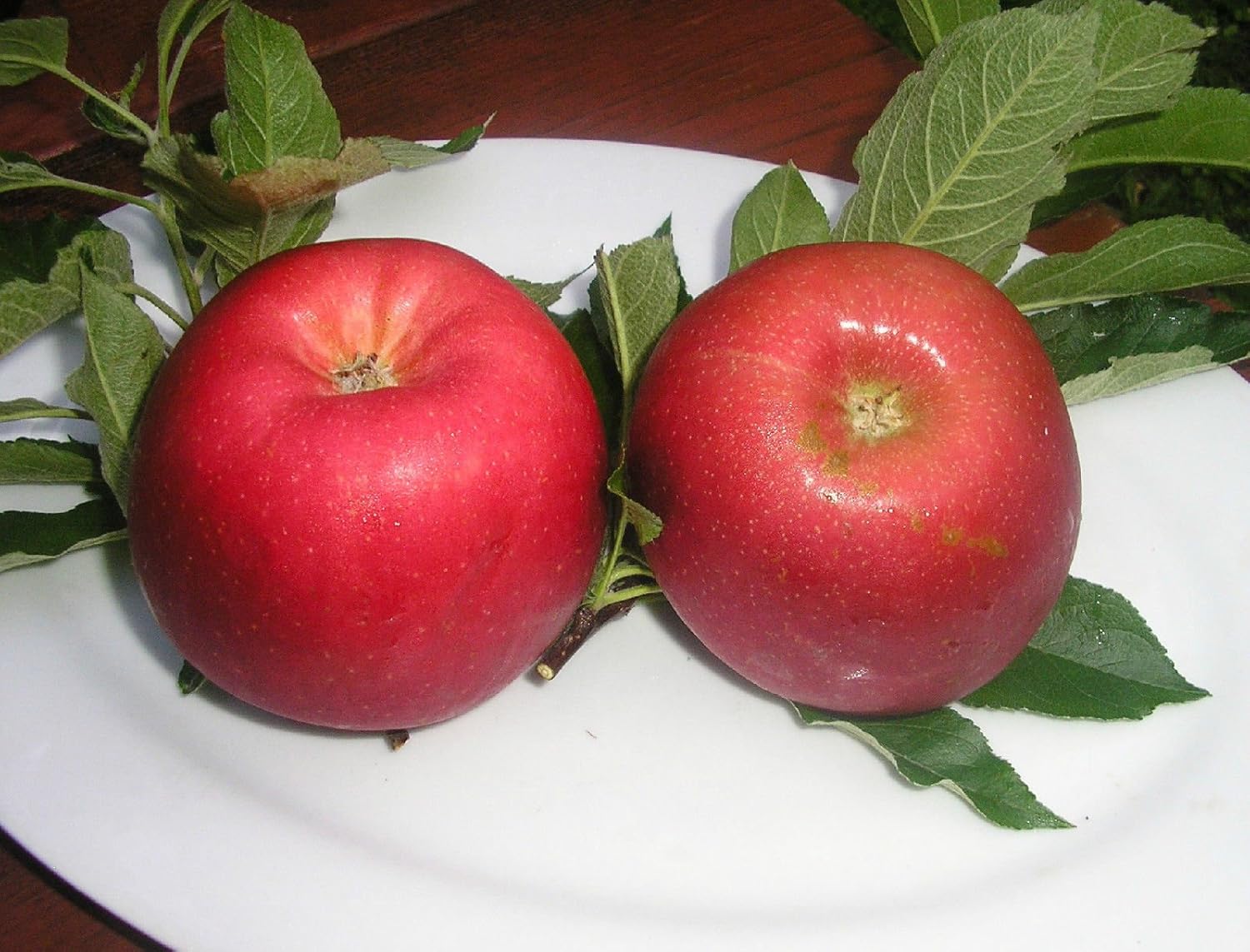 DWARF GALA APPLE TREE 12 FT FLOWERING FRUIT TREES LIVE