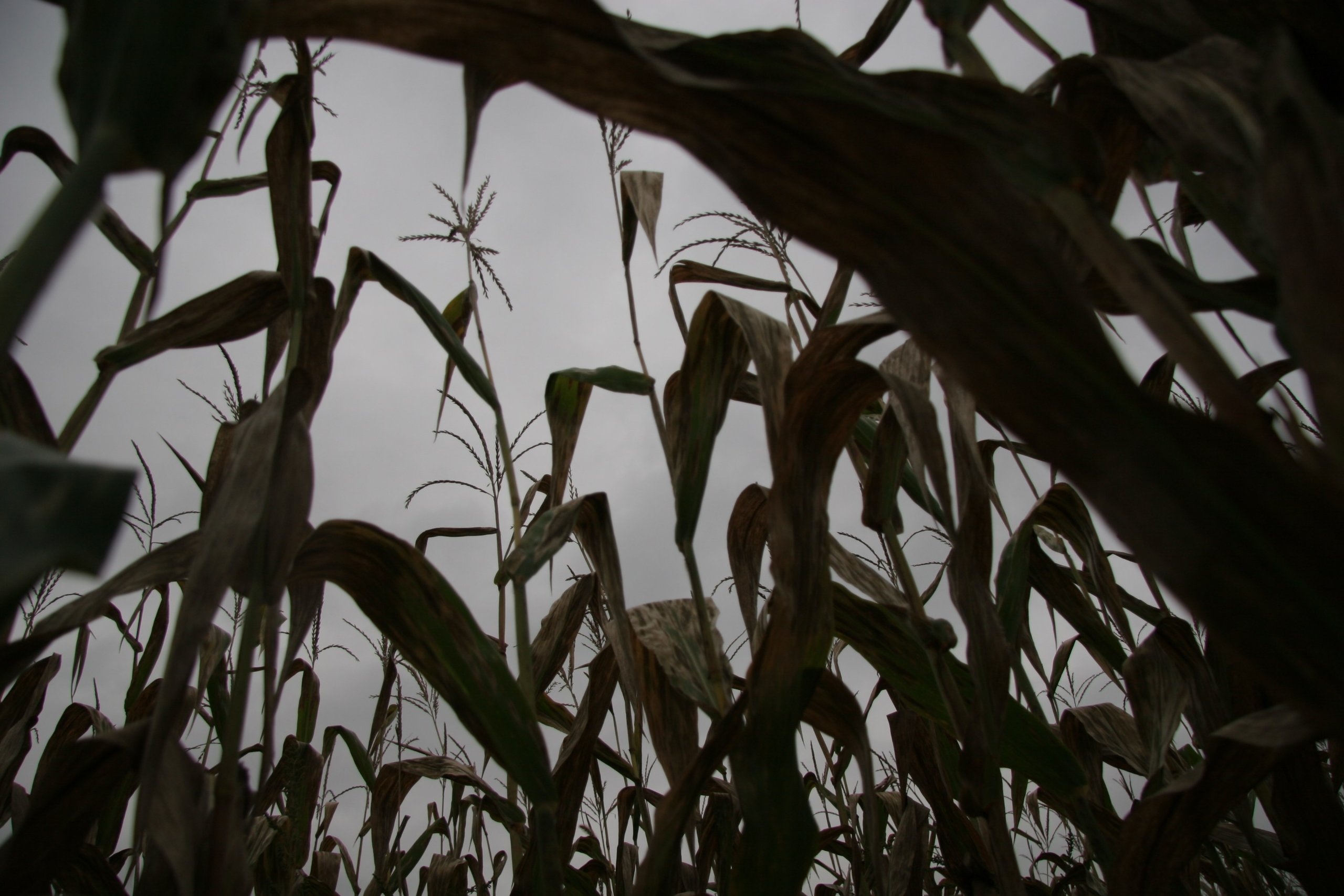 The Fields