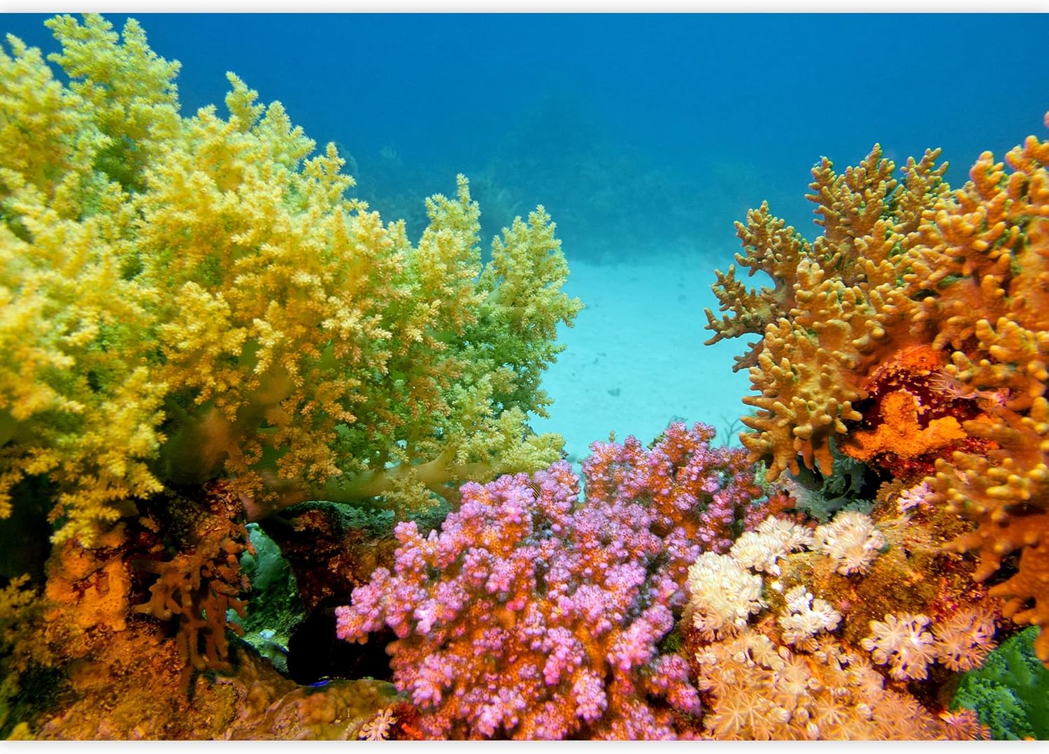 SIGNWIN Removable Wall Sticker/Wall Mural Vibrant Multicolor Rainbow Coral Reef Animals Nature Realism Beach Nautical Colorful Wilderness Zen for Living Room, Bedroom, Office - 66x96 inches