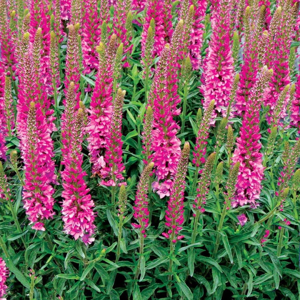 Carbeth Plants Veronica Spicata Ronica Fuschia 3 x 9cm Pot