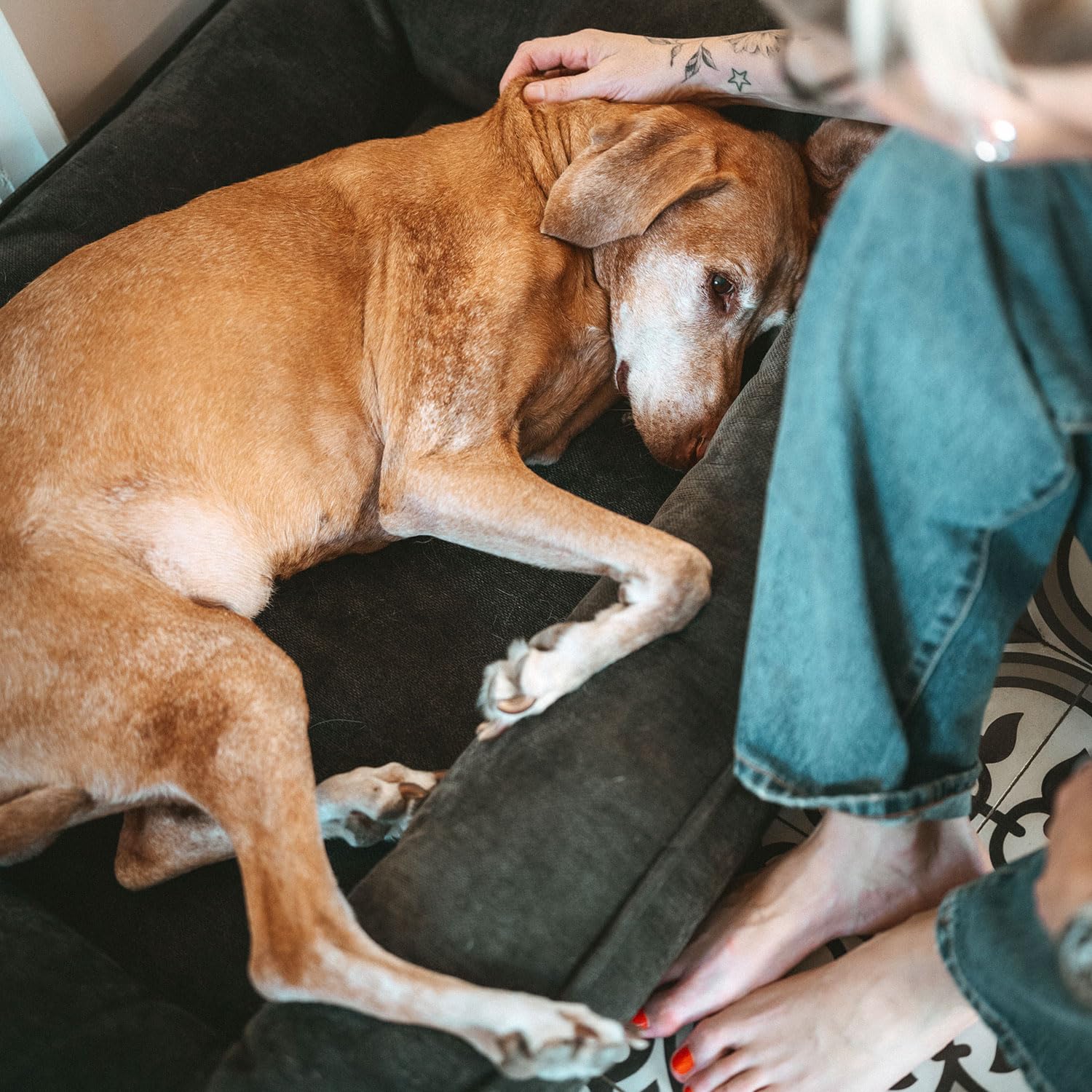 HUNTER Orthopädisches/Ergonomisches Hundebett MELUN, ergonomisches Hundebett mit Memoryschaum, druckentlastend und gelenkschonend, abnehmbarem Bezug, Farbe: anthrazit, Größe: M