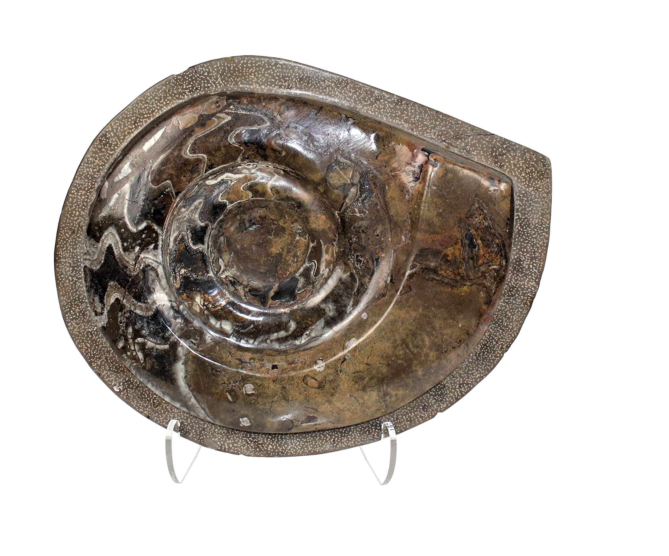 Large Polished Ammonite Fossil from Morocco F.0127 (Dimensions: 13" x 10.5" x 2", 9.5 lbs.)