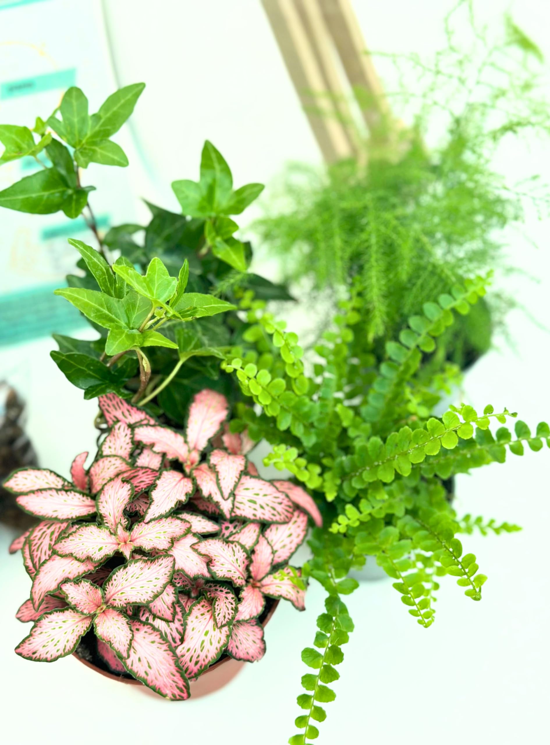 I GIARDINI DI GIULIA - Kit Terrarium Fai-da-Te 'I Giardini di Giulia' completo, Ecosistema Autosufficiente, Piante Incluse, Design Biologico, Kit terrario con vaso in vetro e tappo in sughero