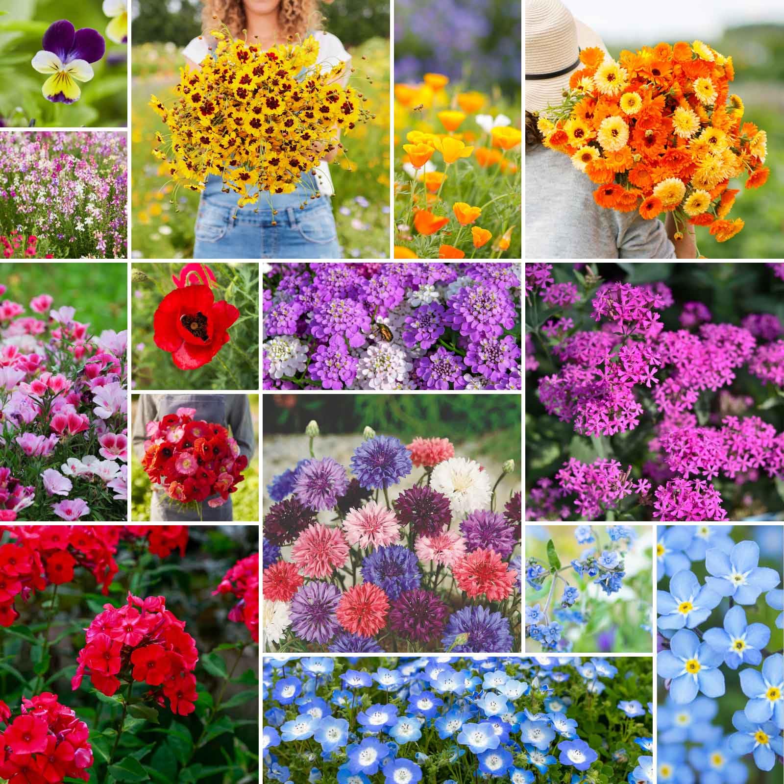 Amazon.com : Eden Brothers Shorty Low Grow Wildflower Mixed Seeds