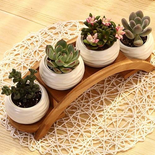Miniatura 8 de E-liu Juego de macetas y soporte para suculentas, maceta de cerámica blanca con drenaje, paquete de 4, bonita decoración de interiores de oficina,