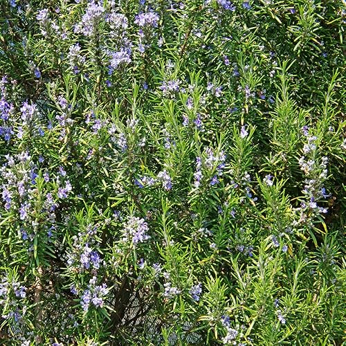 Miniatura 6 de Plantas de romero vivas, planta de hierbas, 4 inc. a 7 inc. de altura, juego de 3 plantas