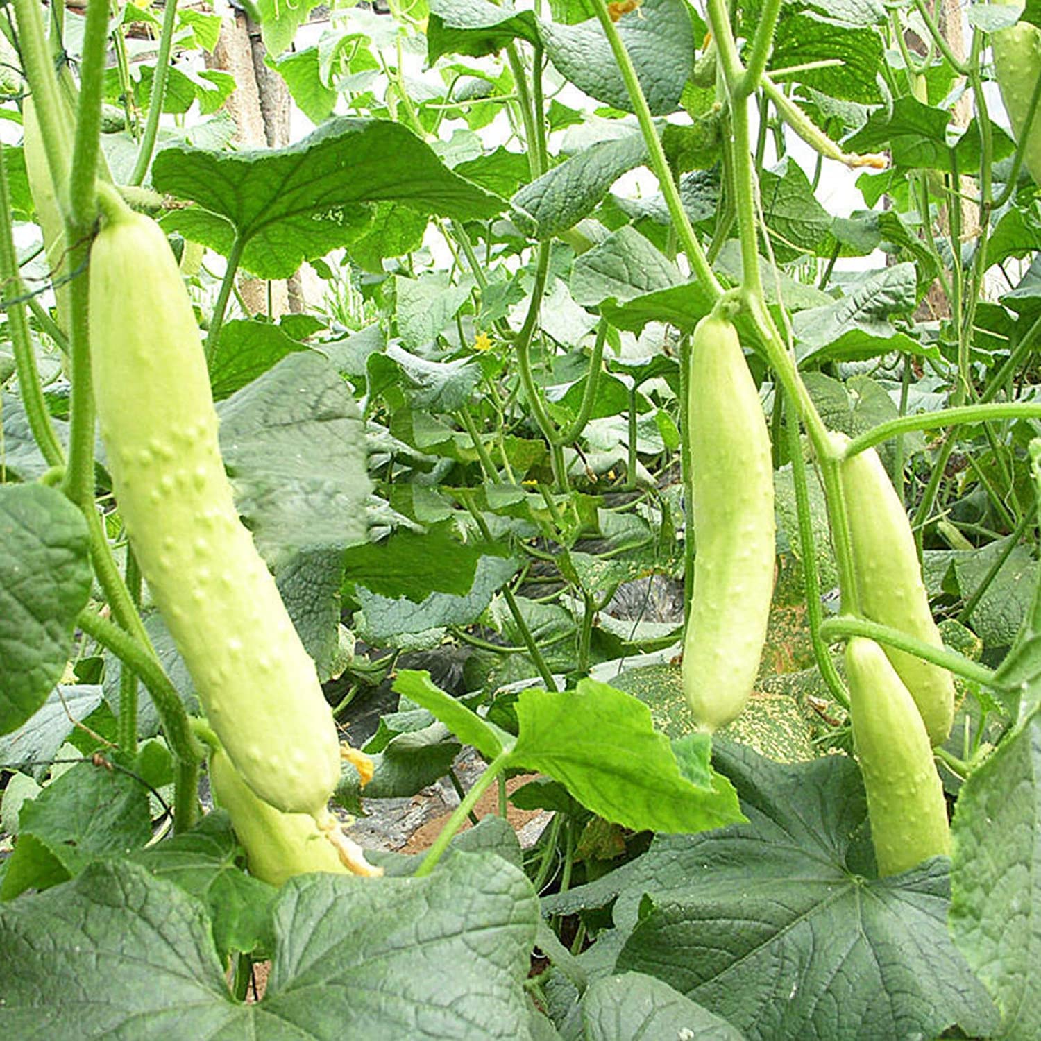 VibeX Home Garden Plant White Cucumber Seeds Cucumis Sativus -250 Seeds (B0B9Y42RX1) Amazon Price History, Amazon Price Tracker