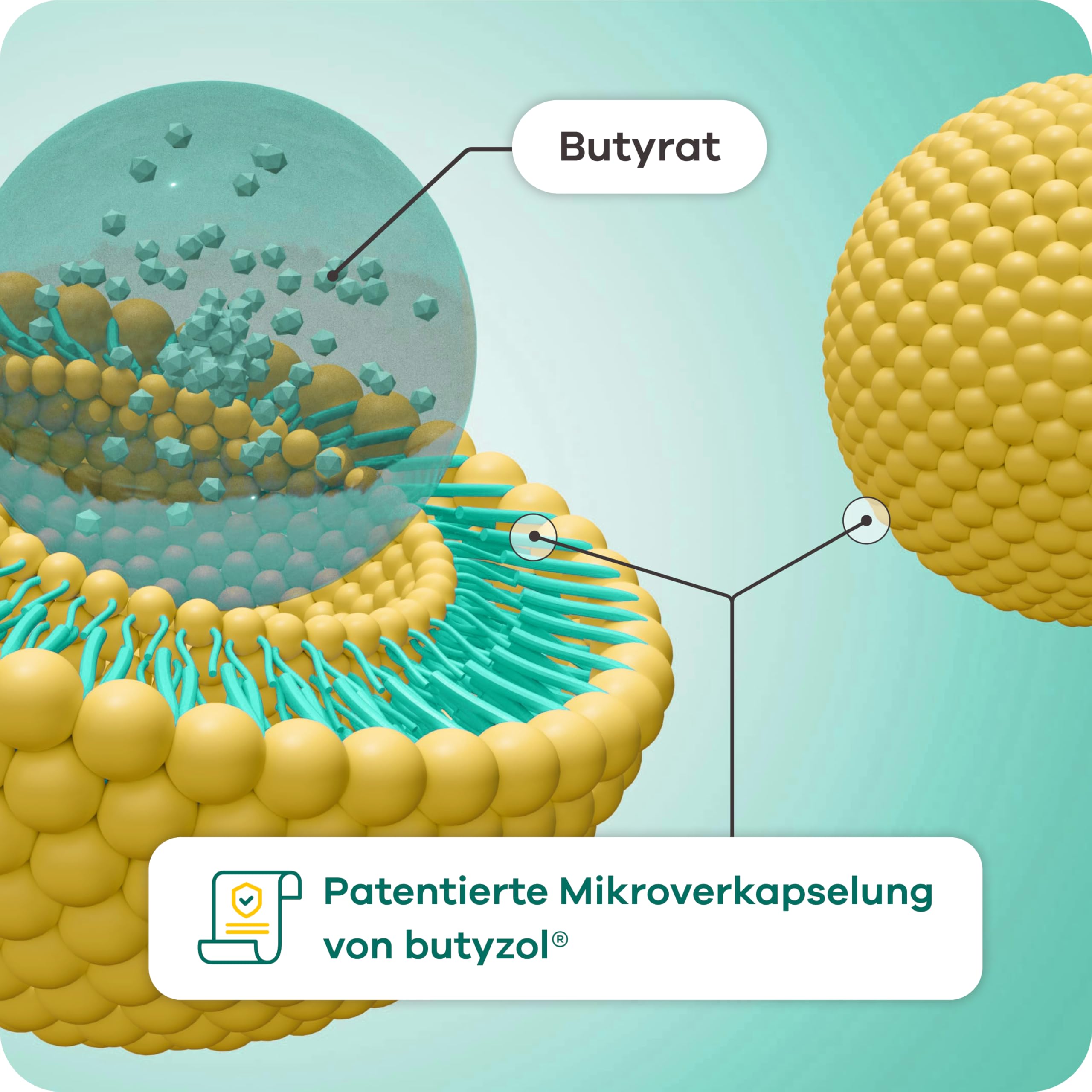 Butyzol Mikroverkapseltes Natriumbutyrat 60 Kapseln – Bei Reizdarmsyndrom, Divertikelkrankheit, Morbus Crohn, Colitis ulcerosa – Patentiert & Wirksamkeit durch Studien belegt