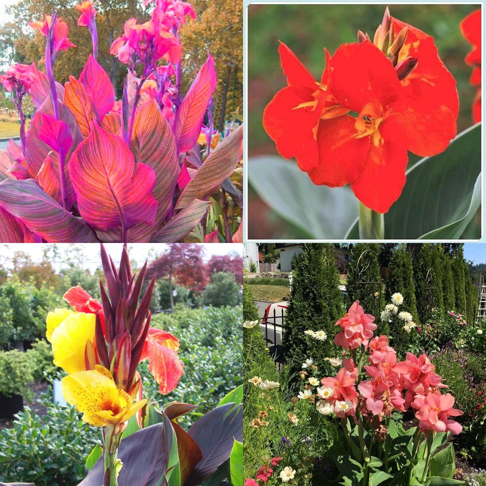 Excellent Canna Bulbs Mix for Planting Now UK Iridescent Good for Containers,Flowering Root,Display Balcony Garden Can Be Potted Aromatic,Perennial Cut Flowers.-5Bulbs-J