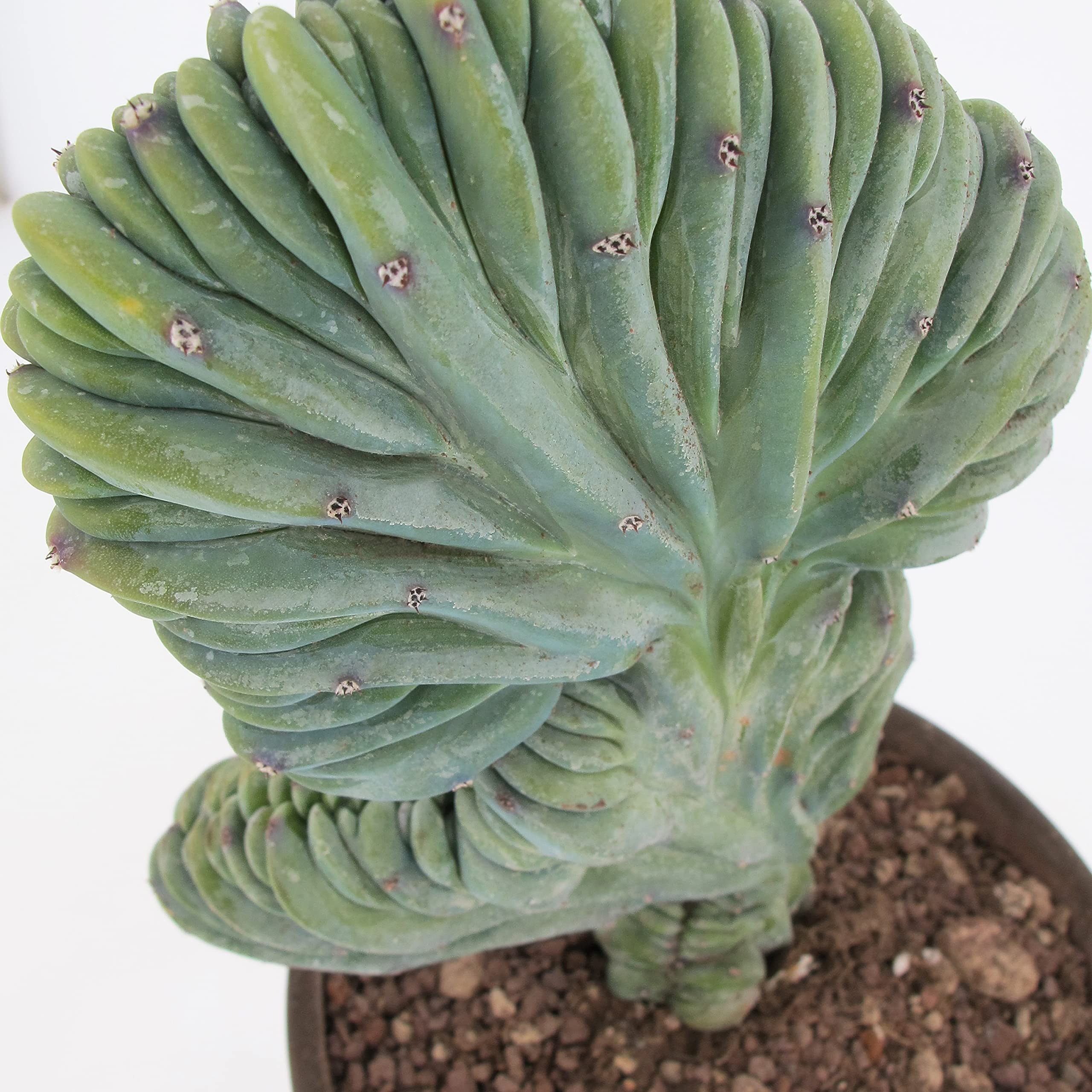 KENTIS - Myrtillocactus Geometrizans Crestato - Piante Grasse - H 25-40 cm Vaso in Terracotta Ø 18cm