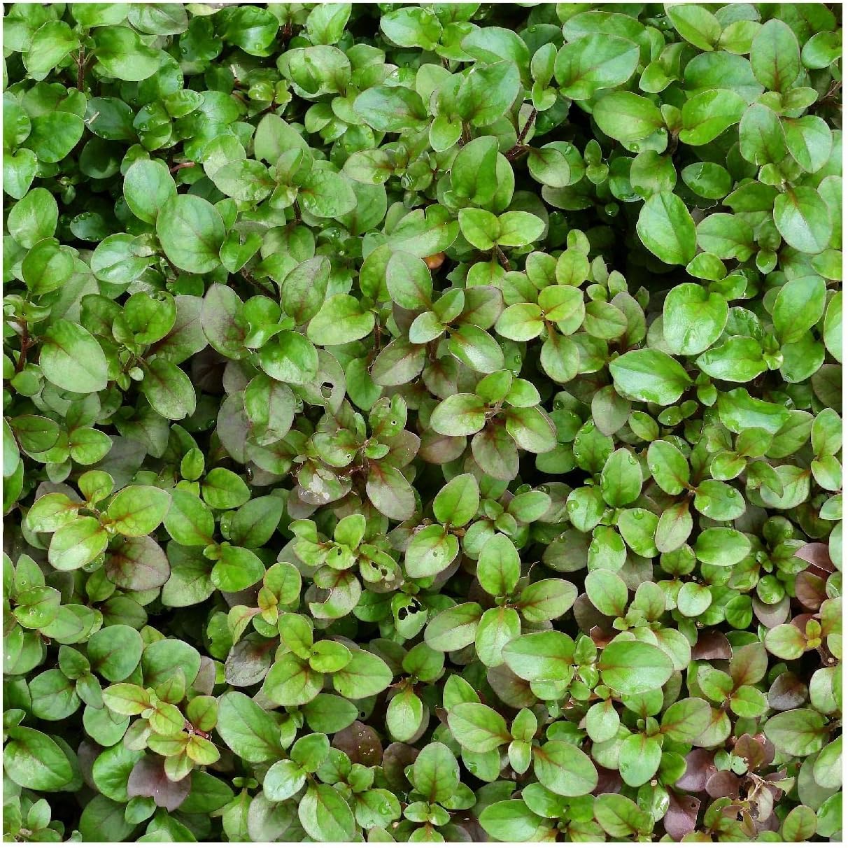 Everwilde Farms - 1 Oz Organic Watercress Herb Seeds - Gold Vault Packet