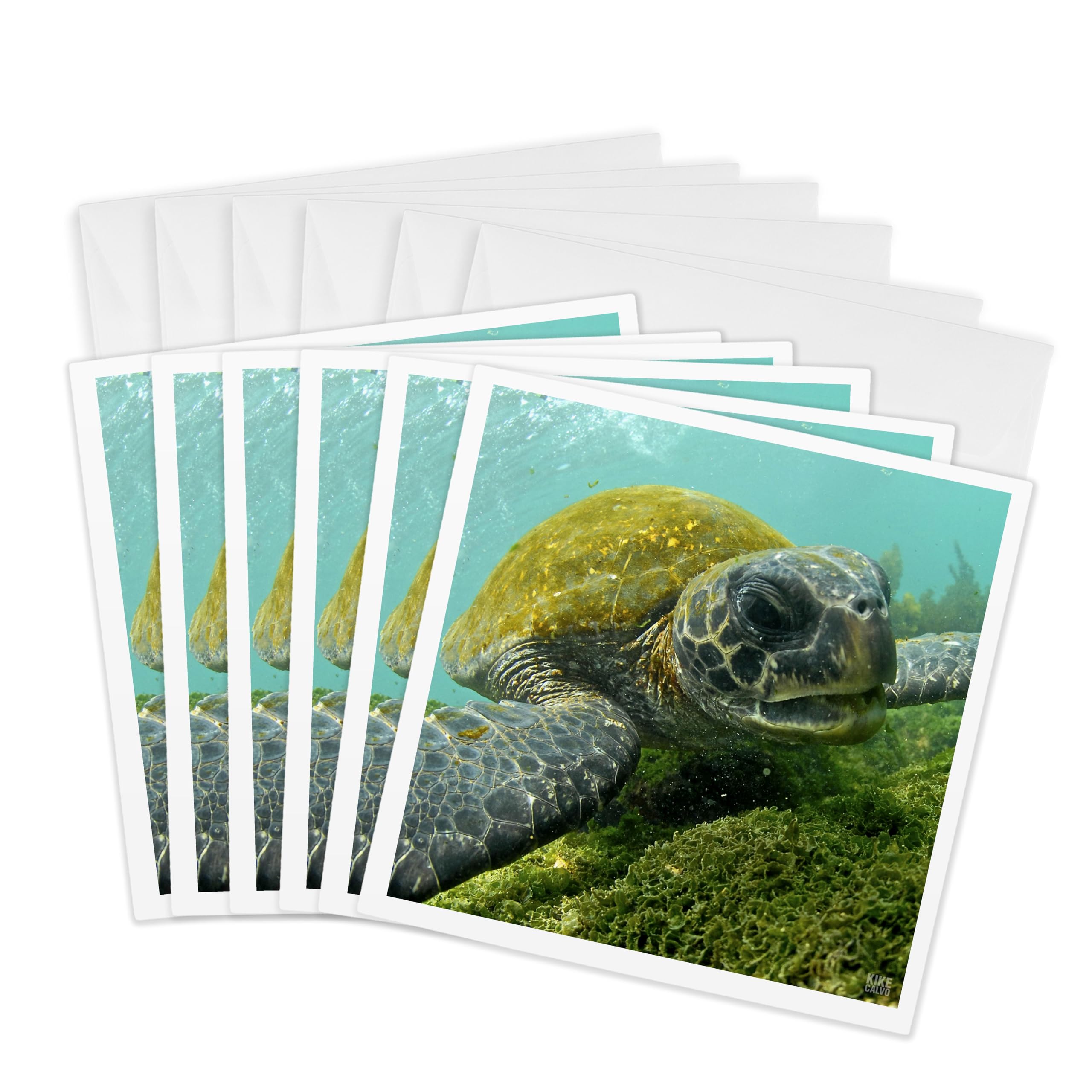 3Drose Pacific Green or Black Sea Turtle Feeding on Algae Punta Cormorant Floreana Island Galapagos - Greeting Cards, 6 by 6-inches, Set of 6 (gc_10116_1)